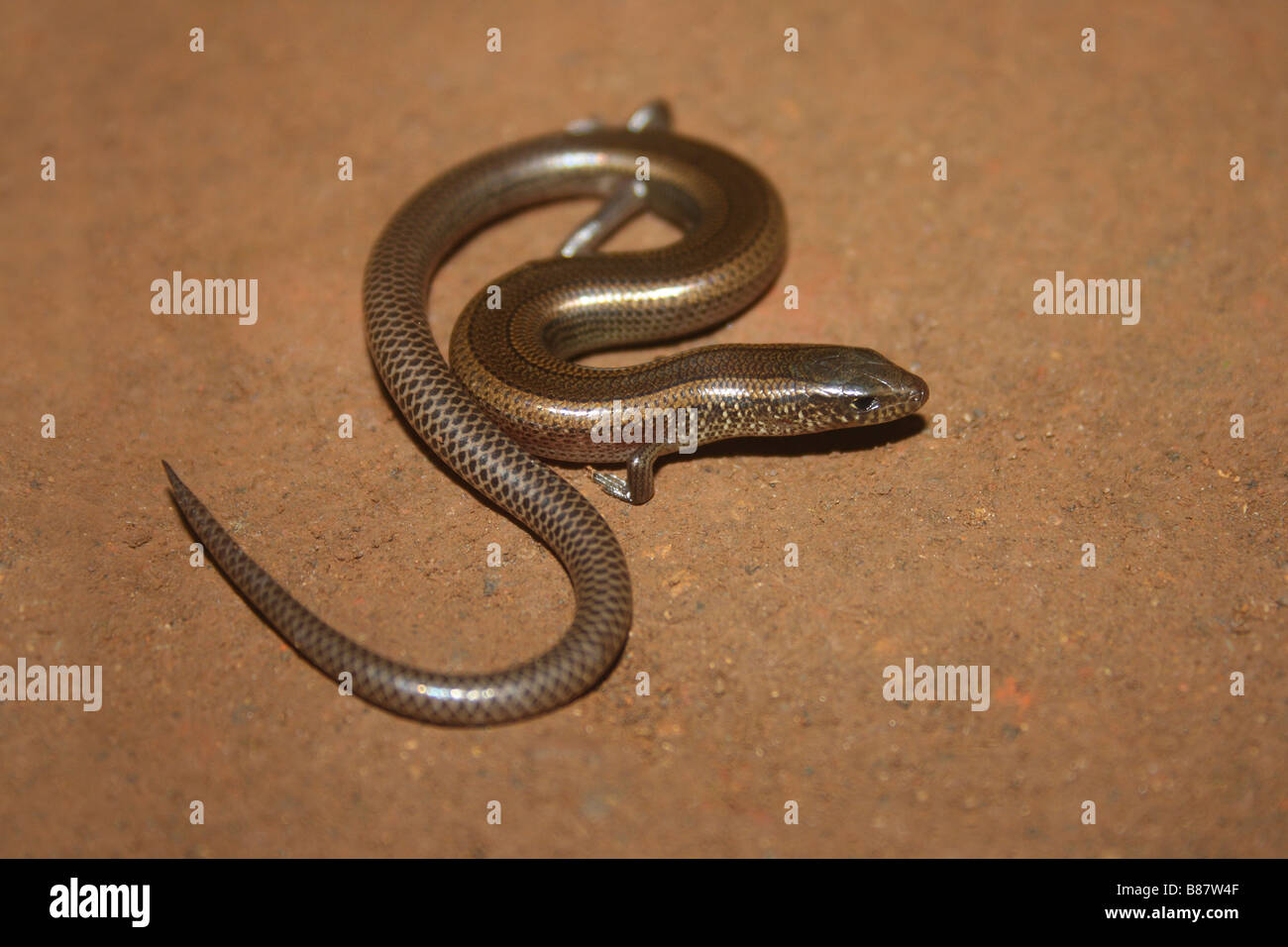Serpiente común Skink, Lygosoma punctata, Marol, Andheri, Mumbai. Foto de stock