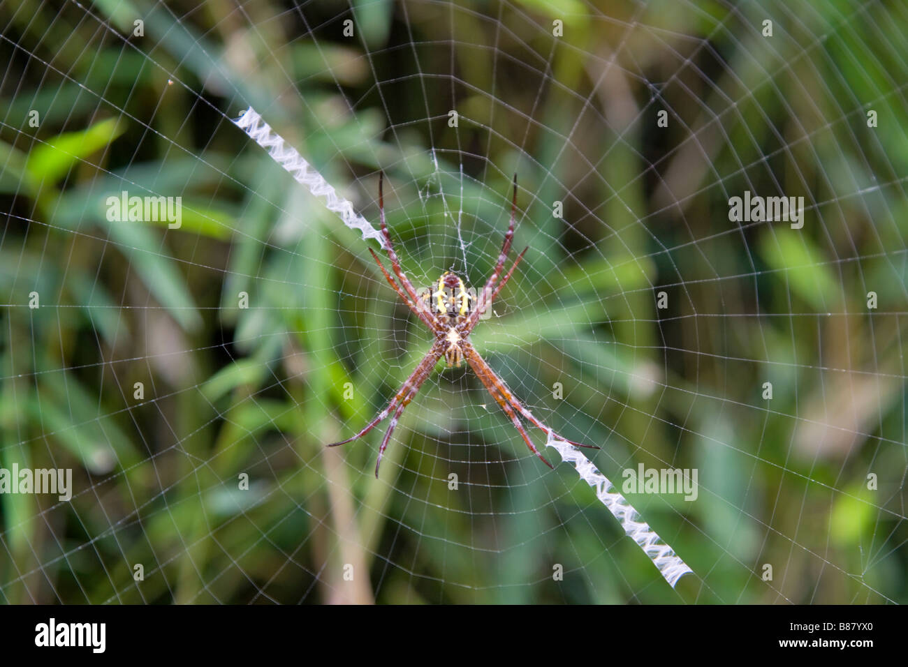Hembra madura argiope appensa araña en el centro de una red Foto de stock