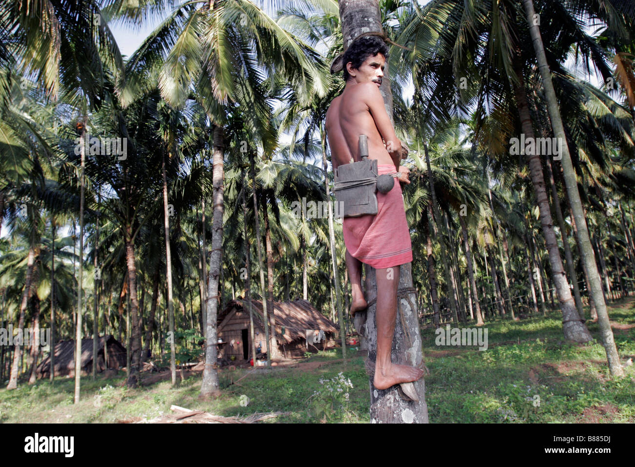 Un agricultor de coco se prepara para subir a una palmera para recoger los cocos en Plachimada en Kerala en la India Foto de stock