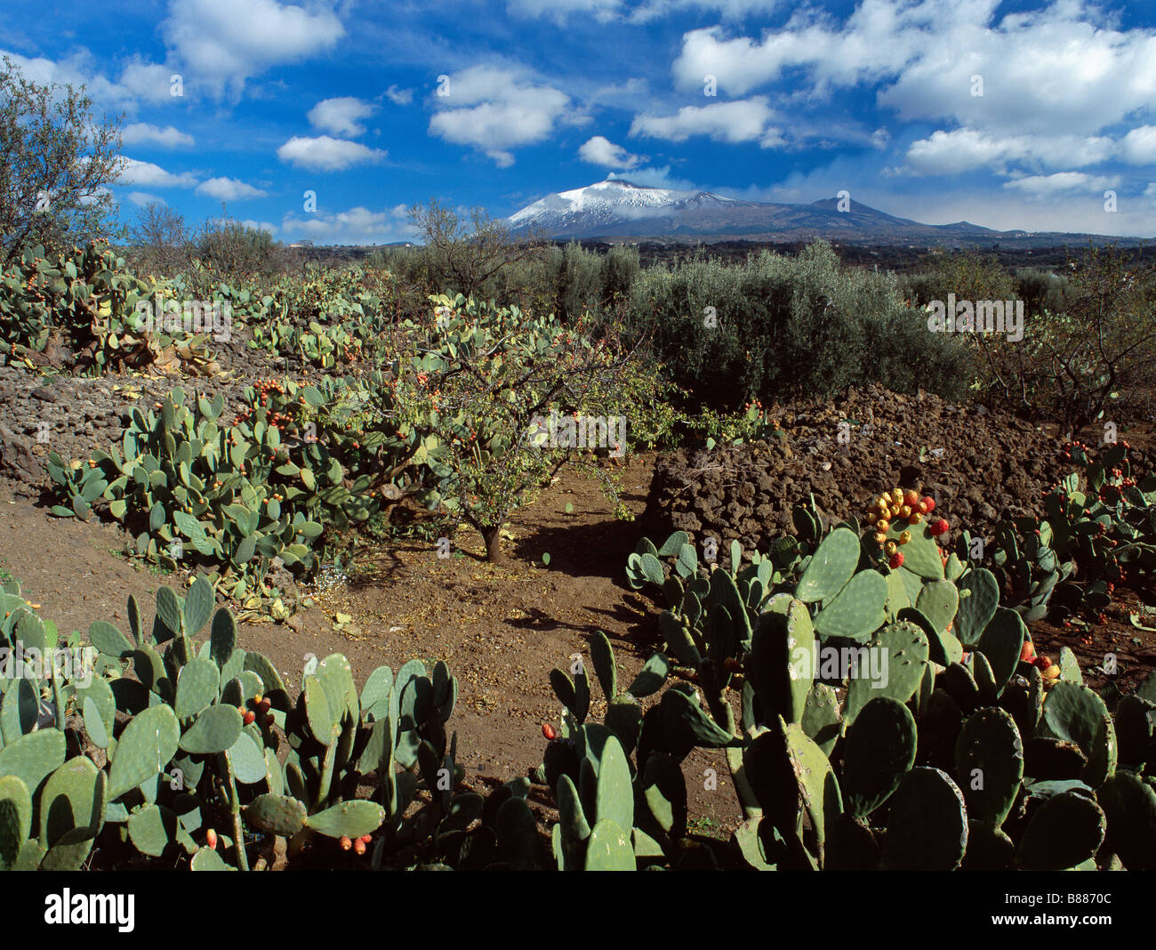 El monte Etna, Sicilia, Italia, domina un paisaje cubierto de cactus de pera espinosa (Opuntia) que llevan fruto Foto de stock