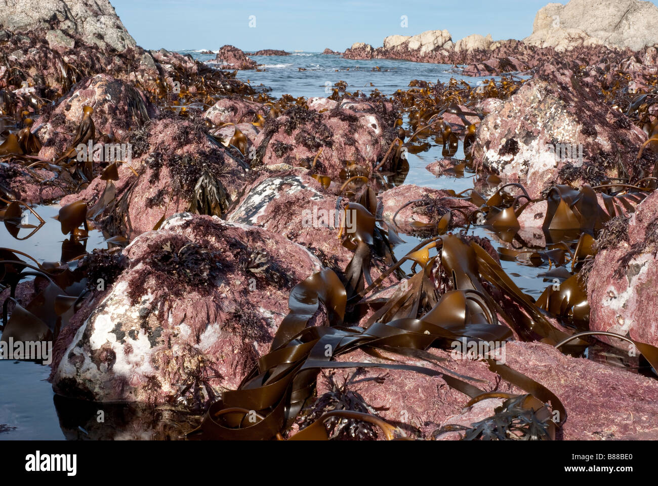 La sub zona litoral de orilla rocosa expuesta en un muelle de baja marea, mostrando un número de algas kelp incluida. Foto de stock