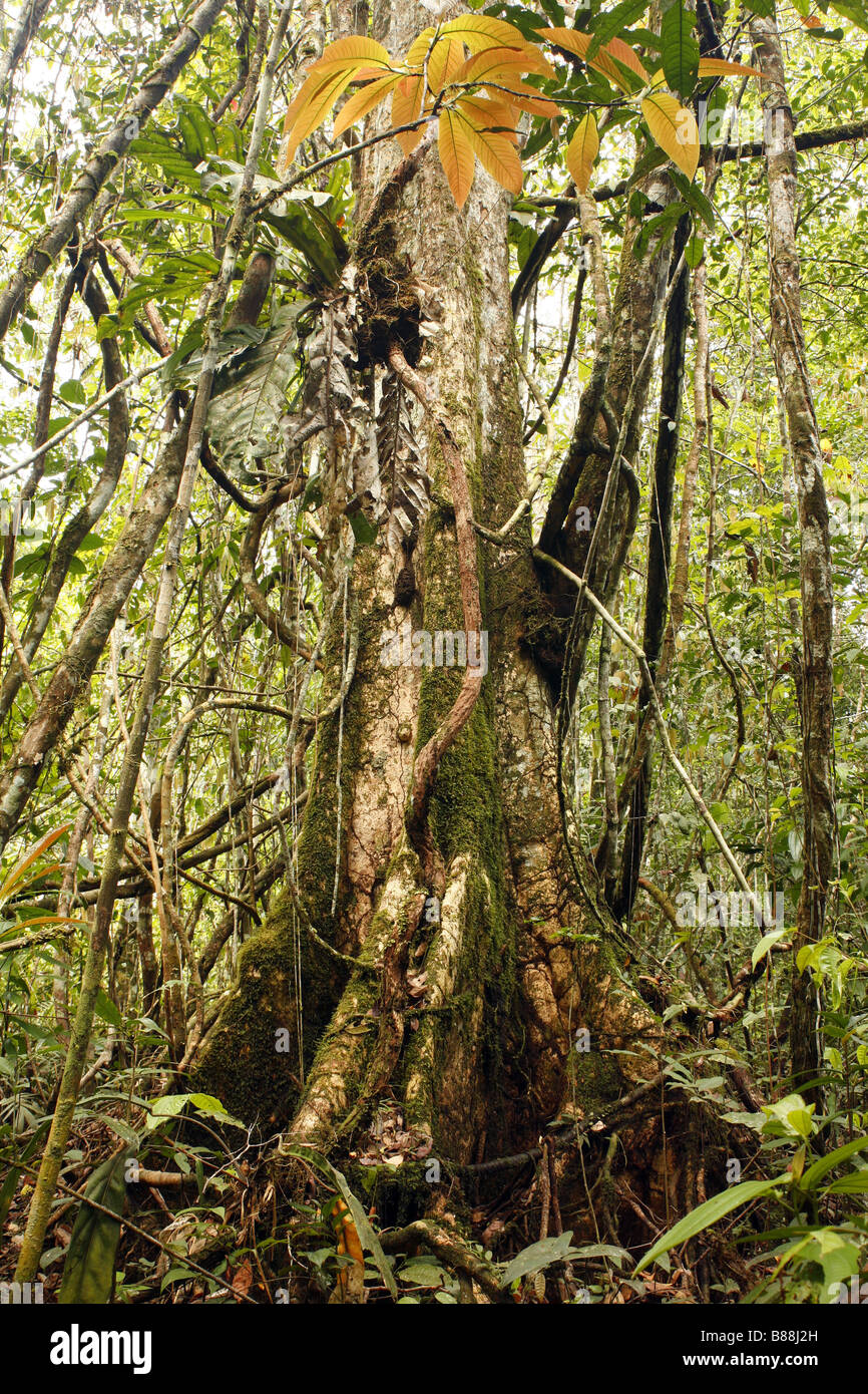 Apuntalado árbol en la Amazonia Peruana Foto de stock