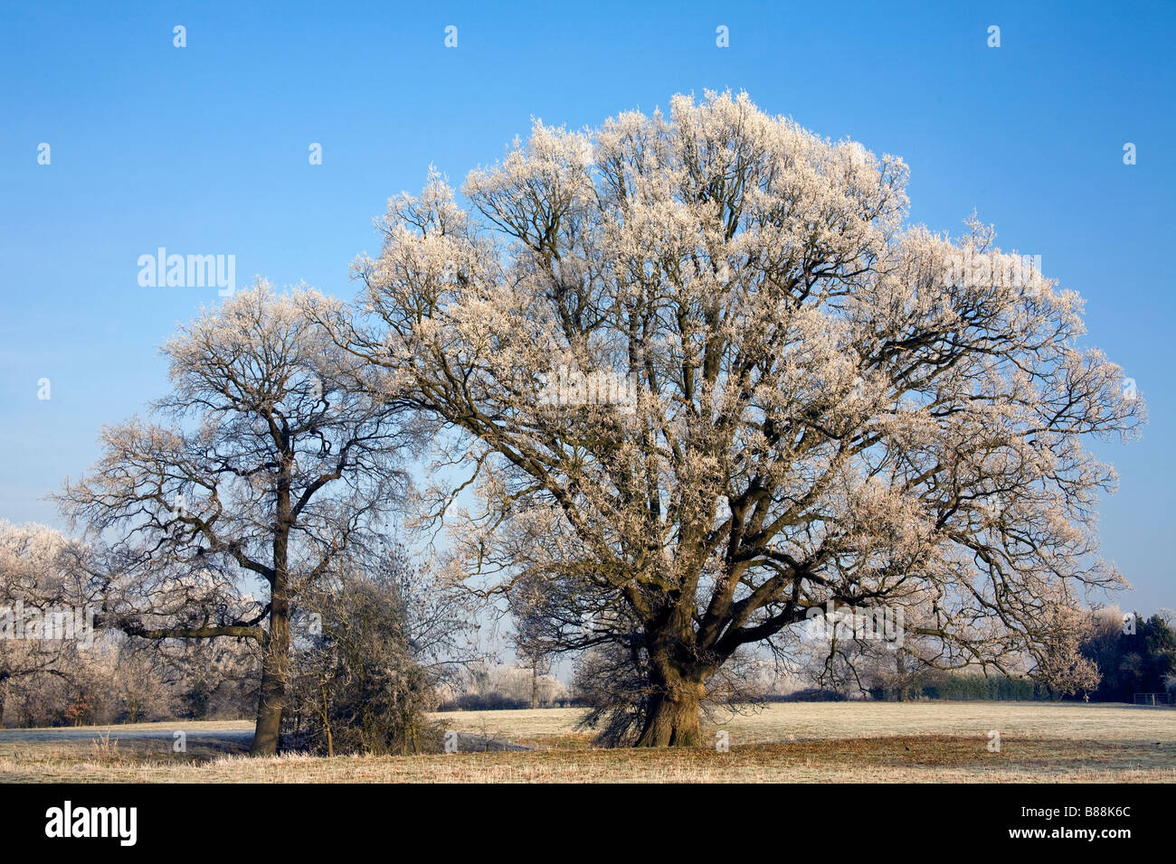 Árboles de esmerilado en invierno frost Goudhurst Kent UK Foto de stock