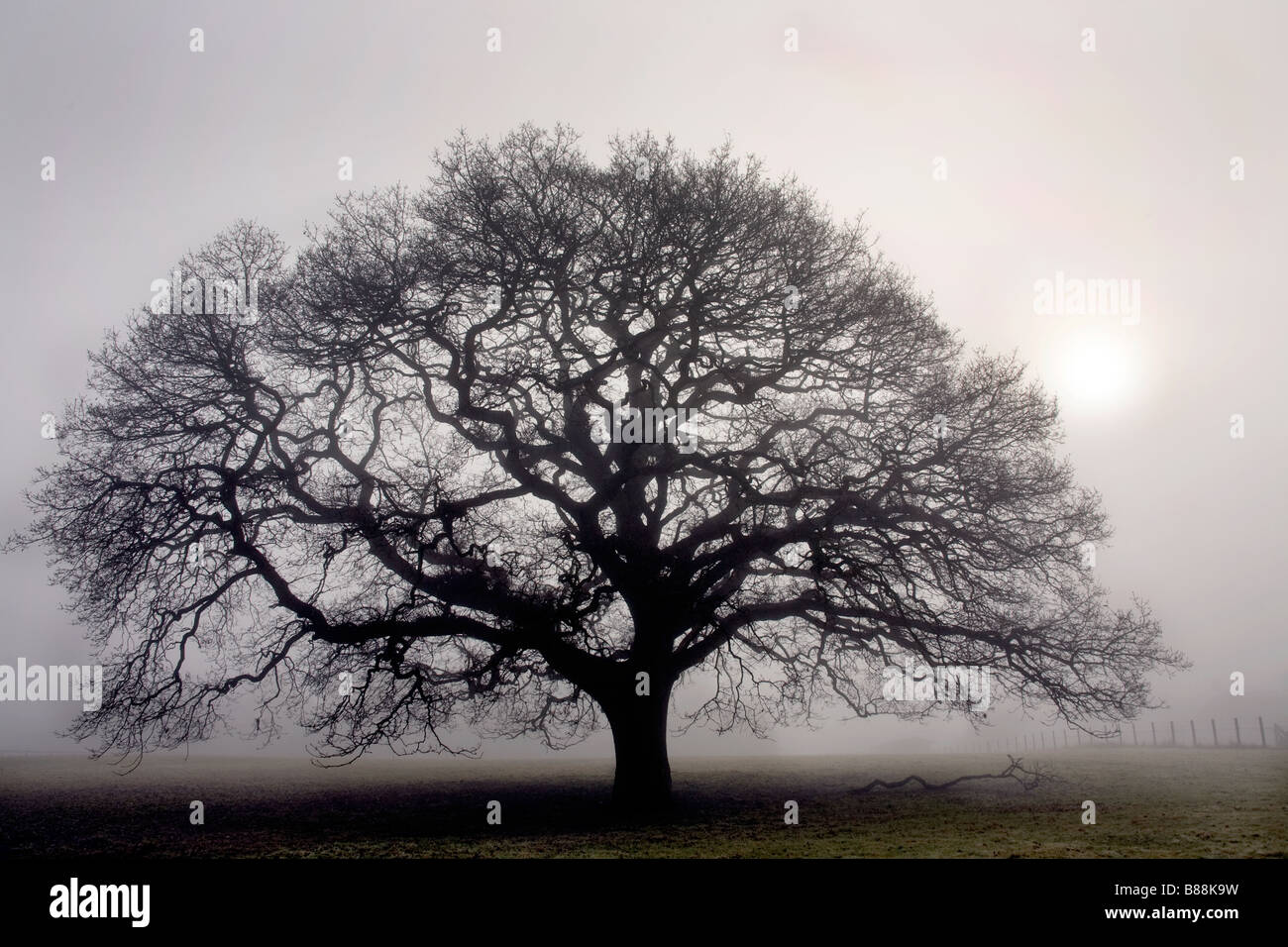 Roble en una espesa niebla cerca de Sandhurst Kent UK Foto de stock