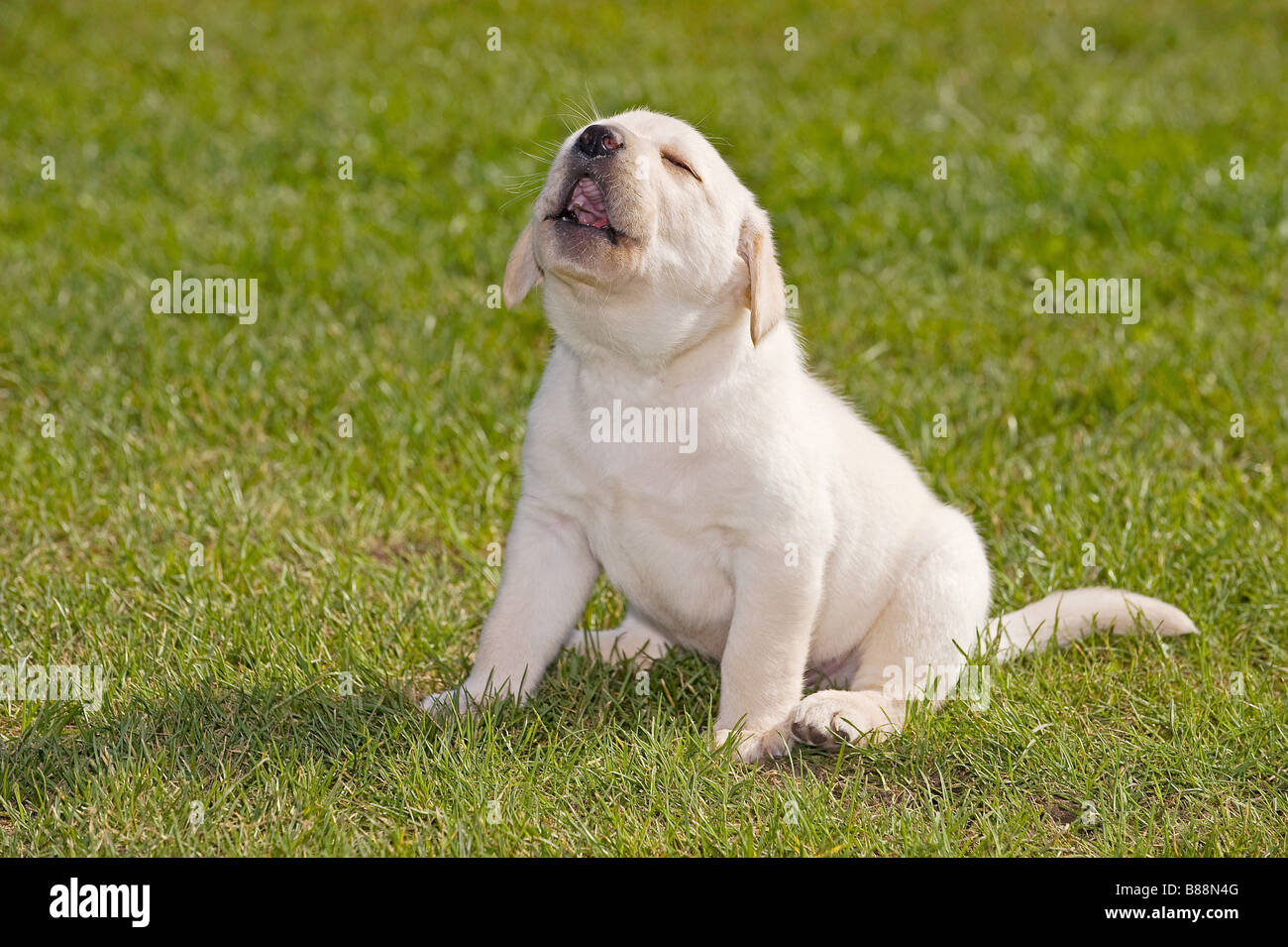 Howling dogs fotografías e imágenes de alta resolución - Alamy