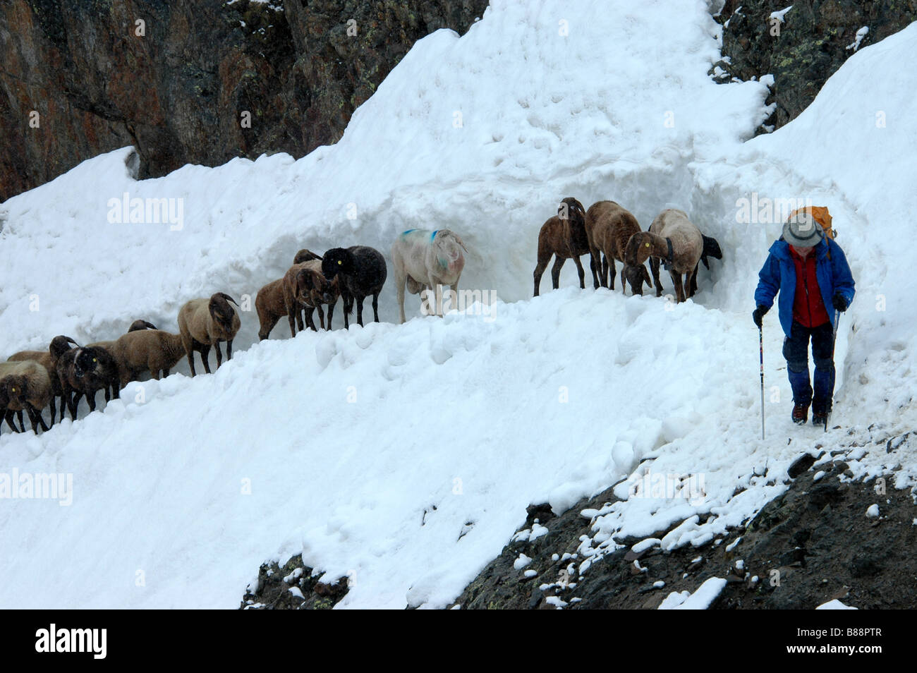 Shepard llevando ovejas Ovejas hasta escarpadas montañas nieve trail Oetztal Italia Foto de stock