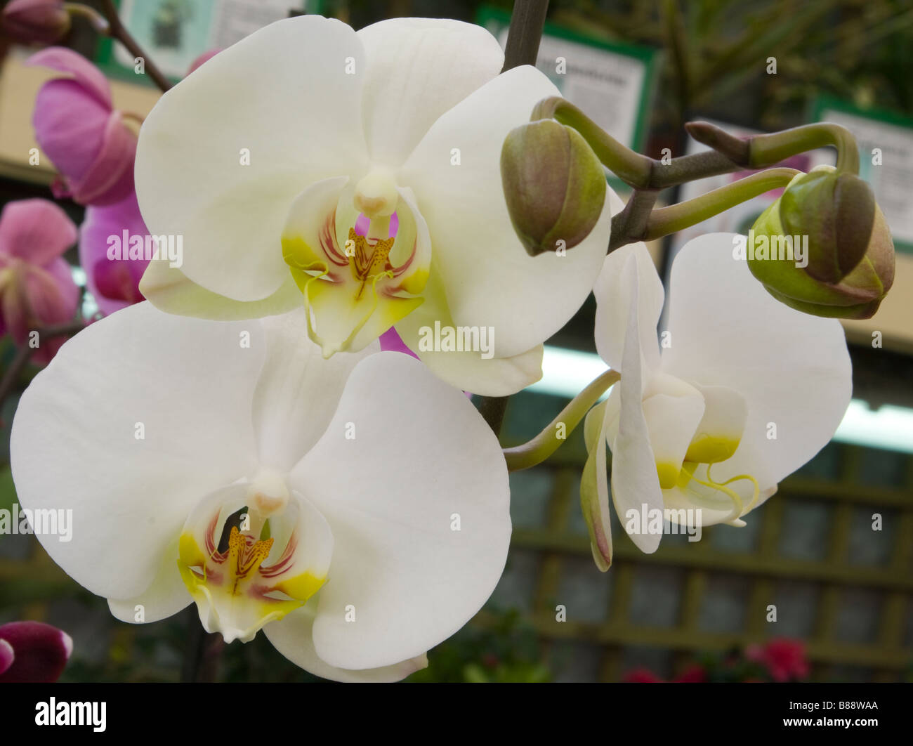 Racimos de flores orquídeas Phalaenopsis exuberante hábitat