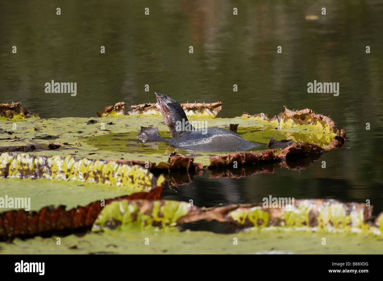 Florida de tortugas de caparazón blando Apalone ferox asoleándose en la cima de la victoria del nenúfar gigante Foto de stock