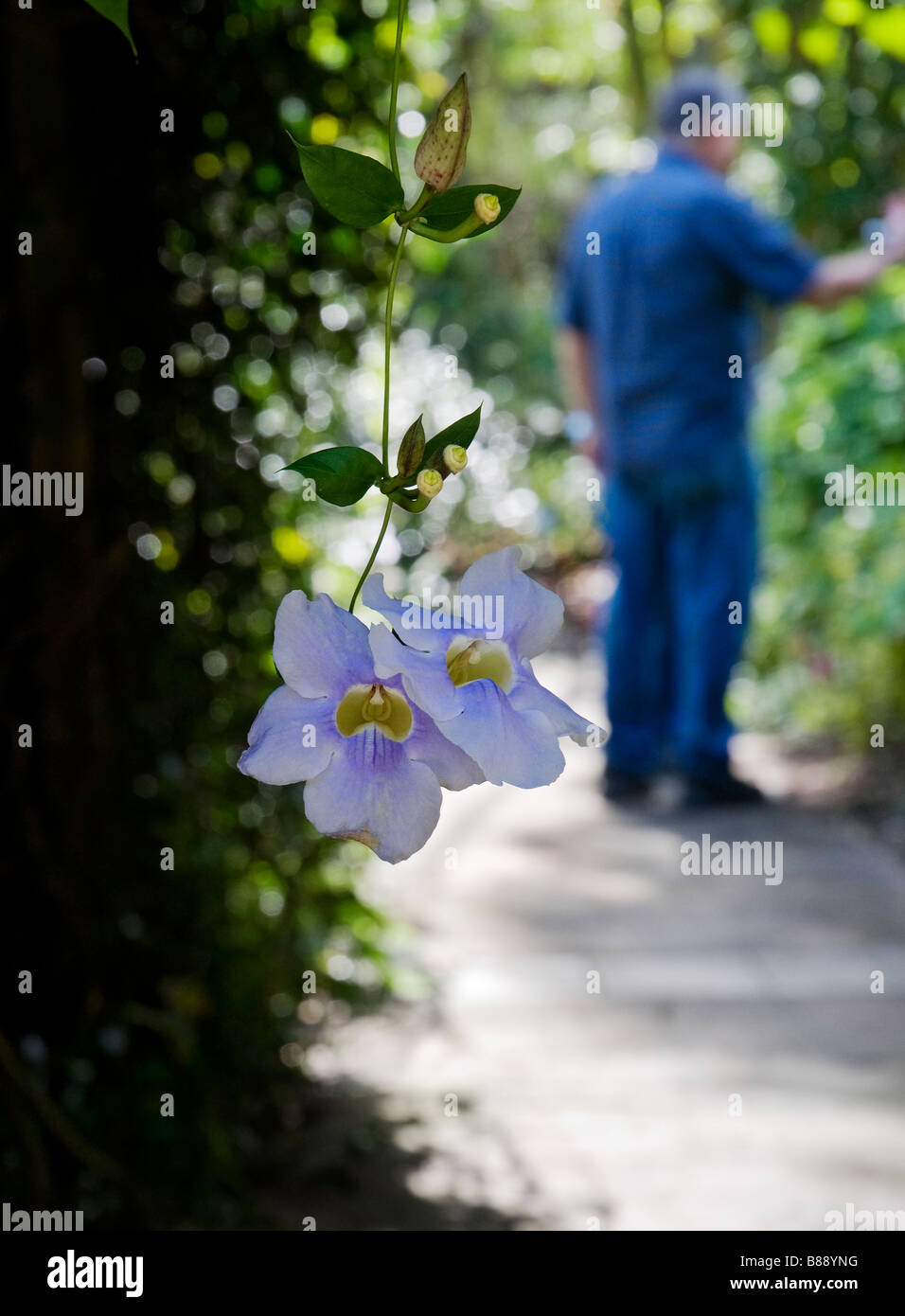 Vid trompeta azul Thunbergia grandiflora Acanthaceae familia en el