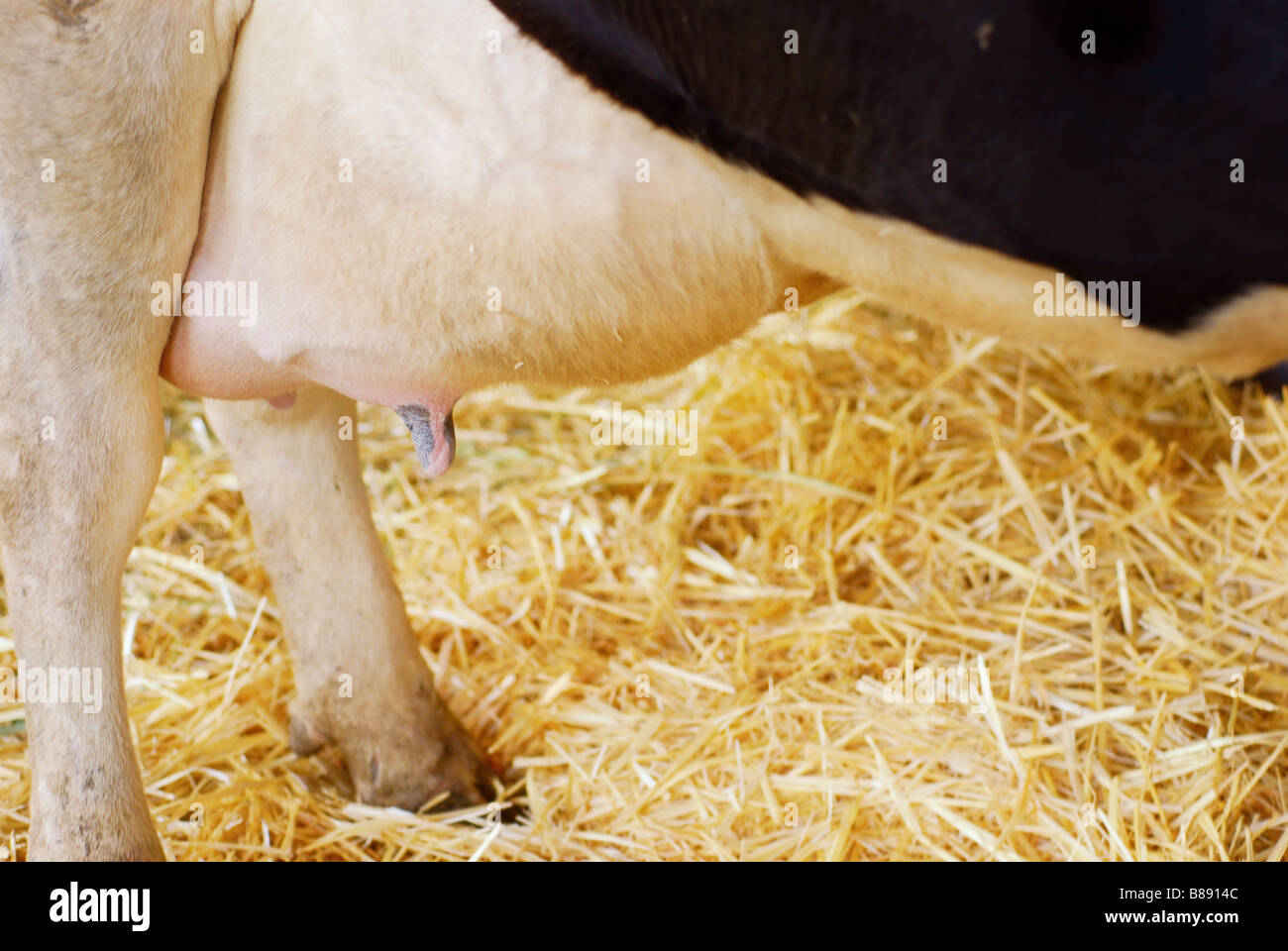 Cerca de la ubre de una vaca embarazada en trabajo la vaca dio nacimiento 12 horas más tarde Foto de stock