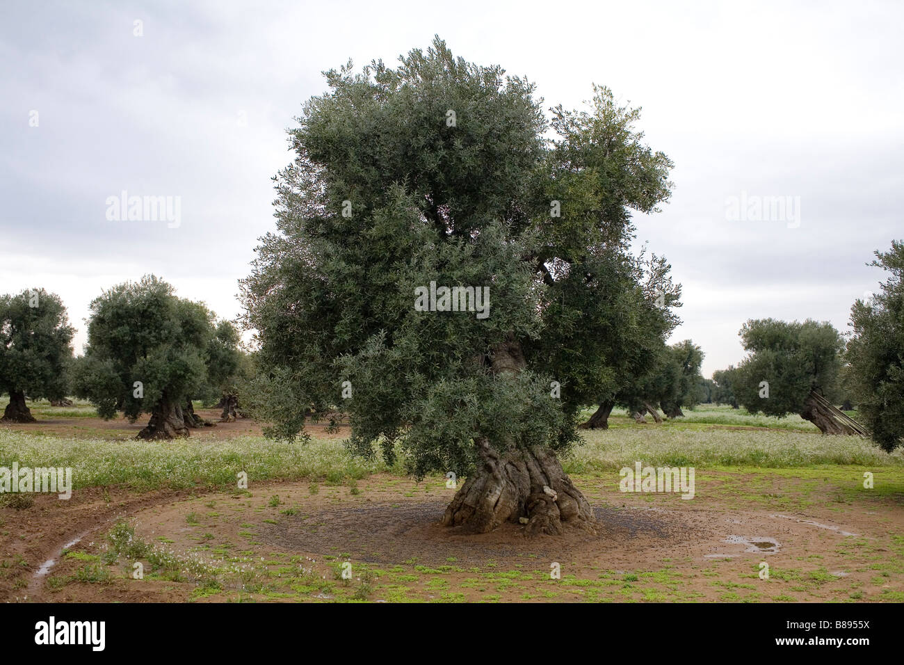 Olivos en Apulia, en el sur de Italia. Foto de stock