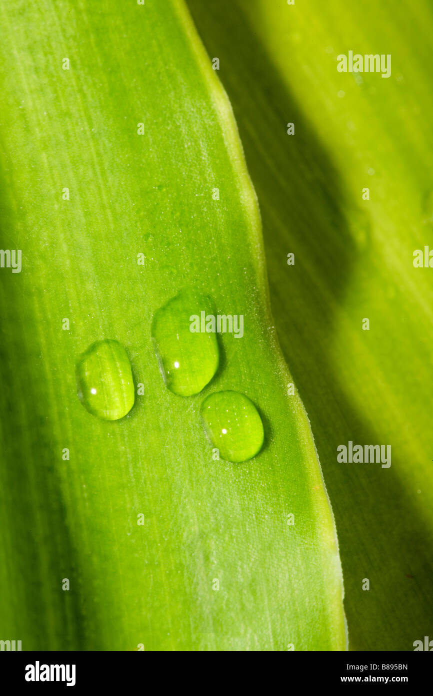 Hoja verde con gotas de agua macro Foto de stock