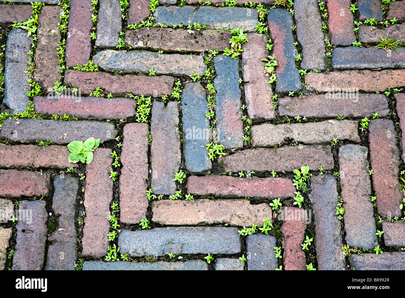 Diseño espigado de piedras usadas en la superficie de la calle vieja Enkhuizen Holanda Foto de stock