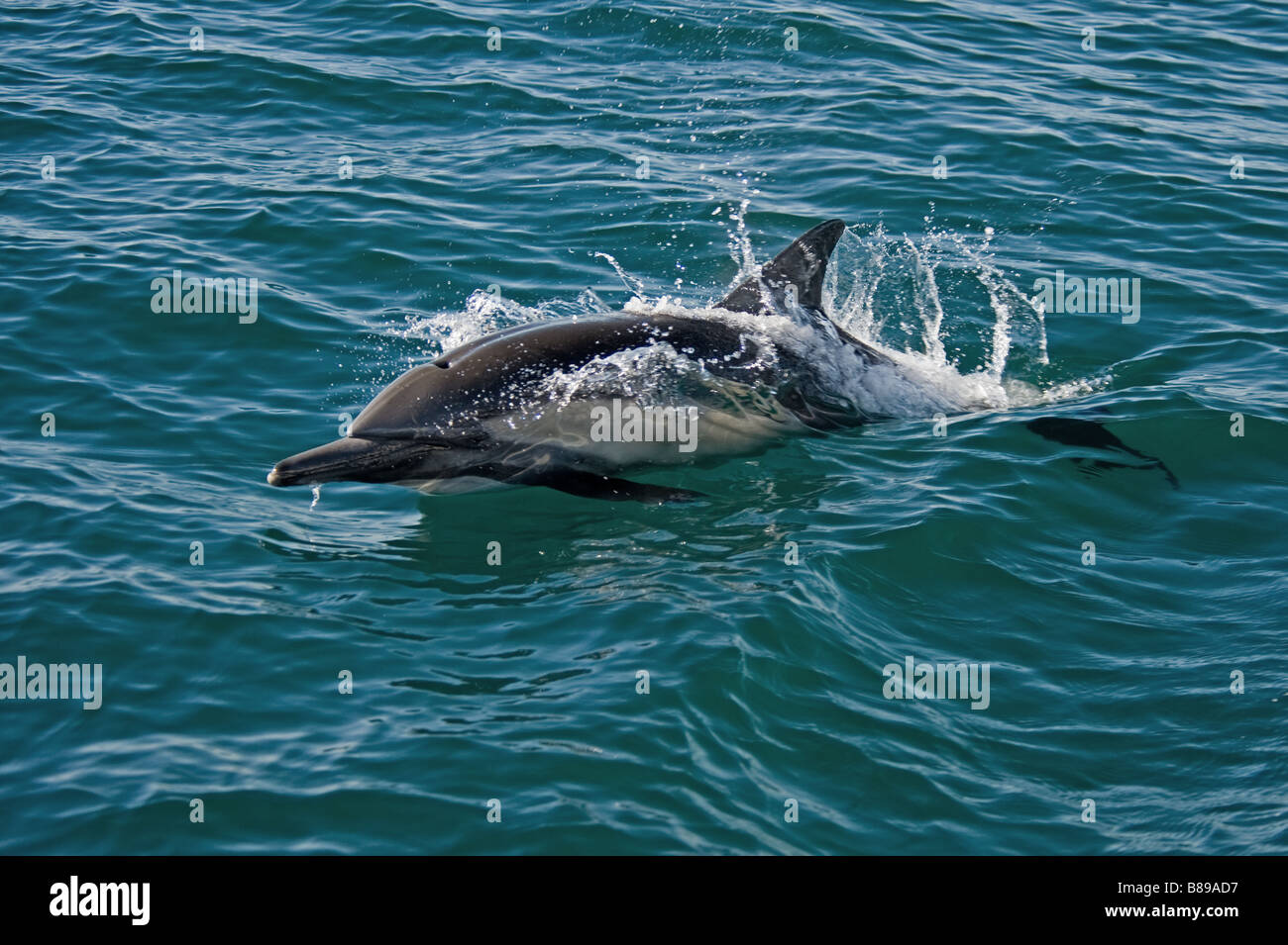 Larga picuda delfín común (Delphinus capensis) Foto de stock