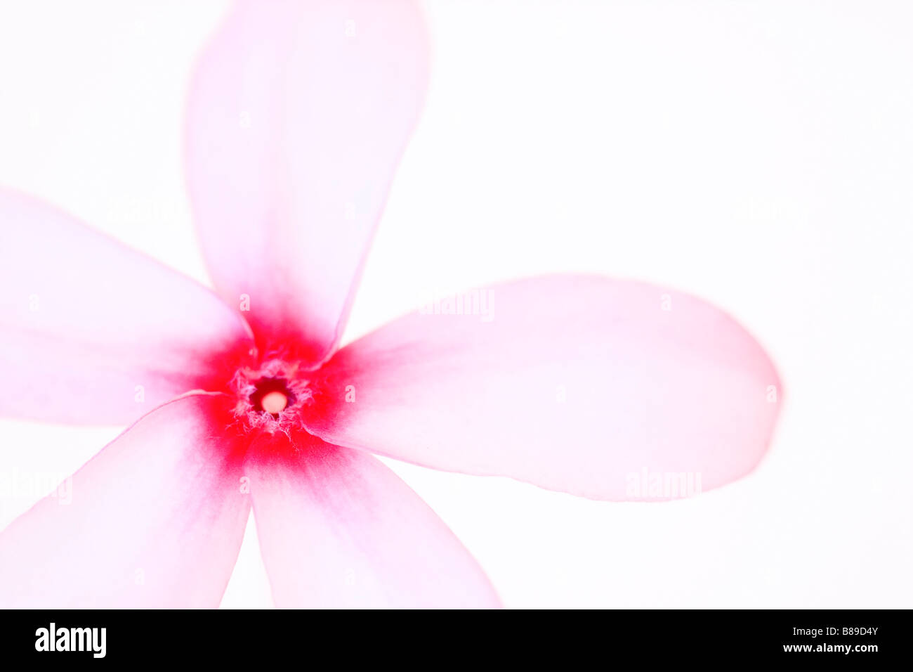 El arte abstracto de la imagen de una flor Frangipani Plumeria Rosa sobre un fondo claro. Foto de stock
