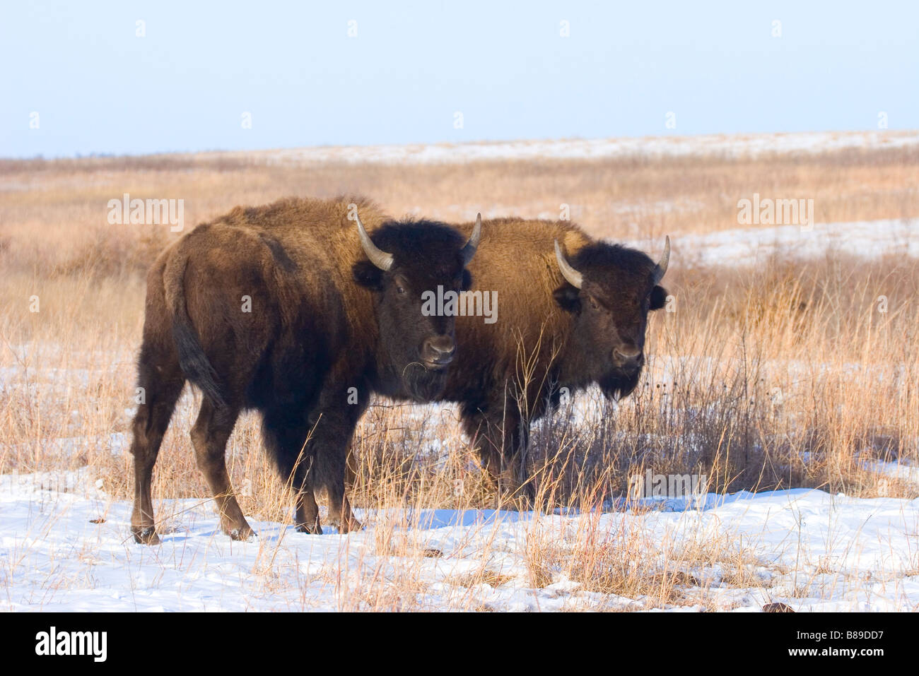 American Bison Bison bison Prairie State Park Missouri Estados Unidos 4 de febrero macho inmaduro Bovidae Foto de stock