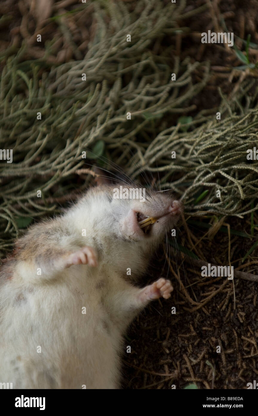 Rata muerta fotografías e imágenes de alta resolución Alamy