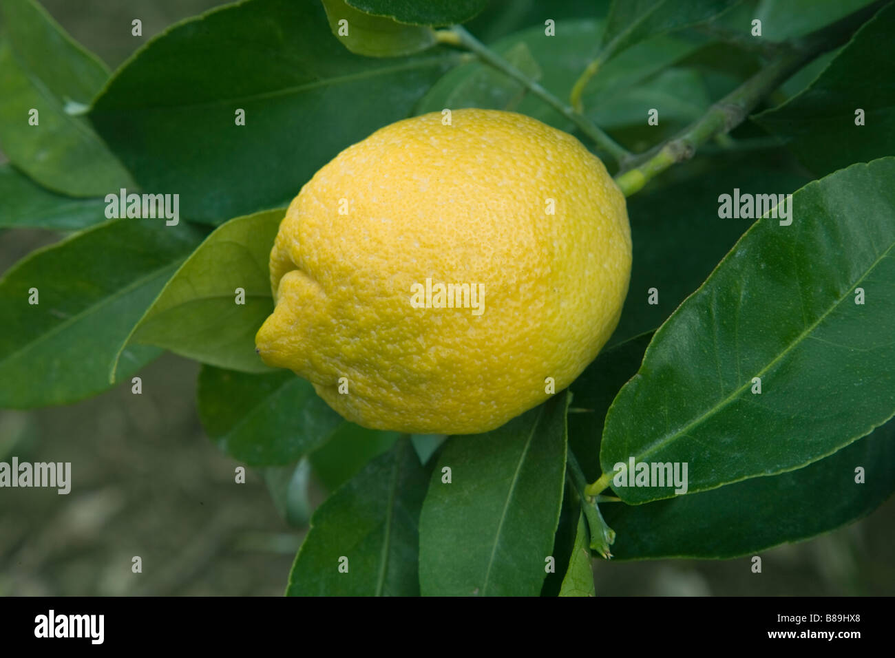 Limón maduro 'Lisboa' variedad colgando en la rama. Foto de stock