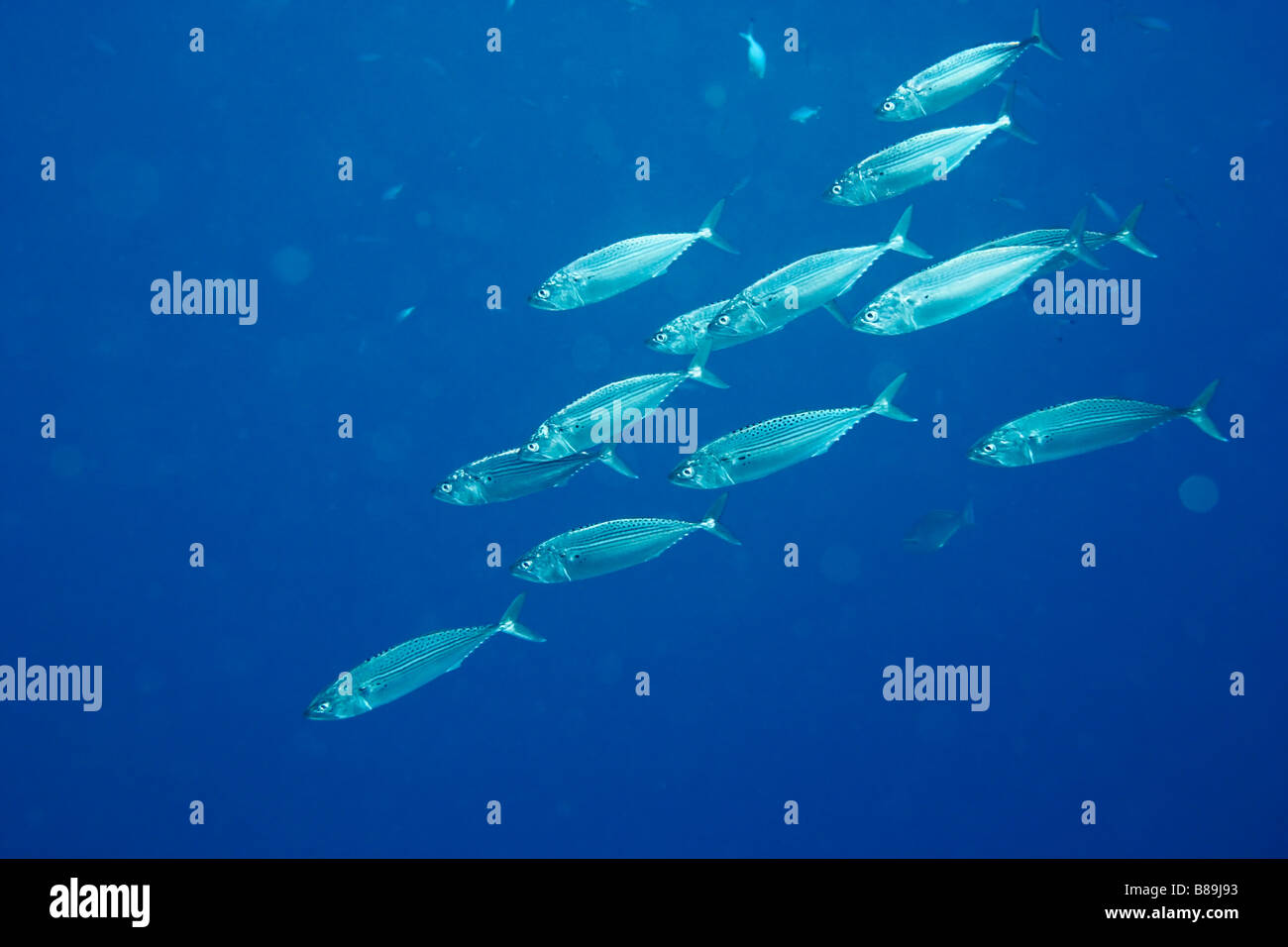 Cardumen de caranx peces en el Mar Rojo. Peces brillantes sobre fondo azul. Foto de stock