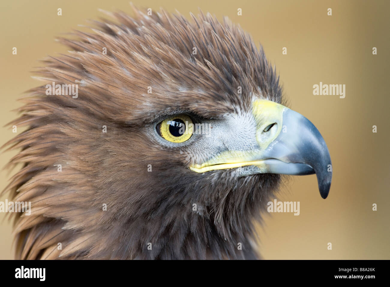 Ojo de águila fotografías e imágenes de alta resolución - Alamy