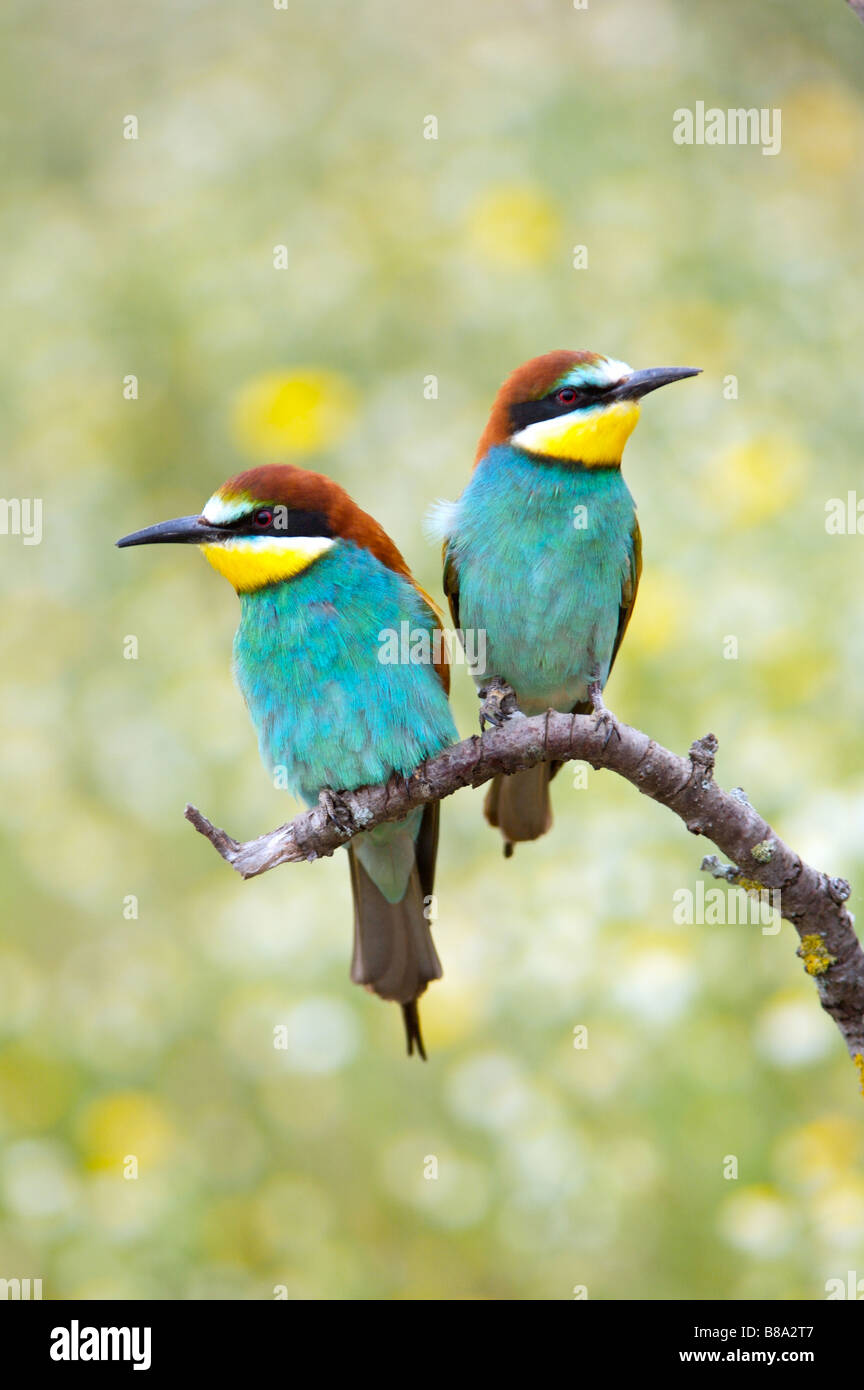 Pájaros bonitos fotografías e imágenes de alta resolución - Alamy