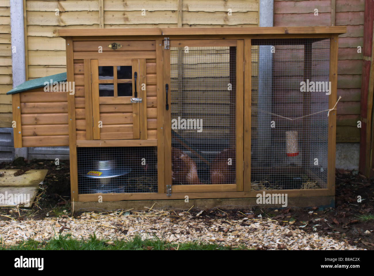 Tres Lohmann brown pollos en un jardín Chicken Run y coop Foto de stock