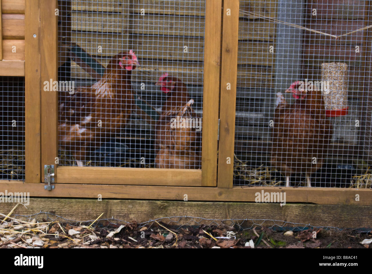 Tres Lohmann brown pollos en un jardín Chicken Run y coop Foto de stock