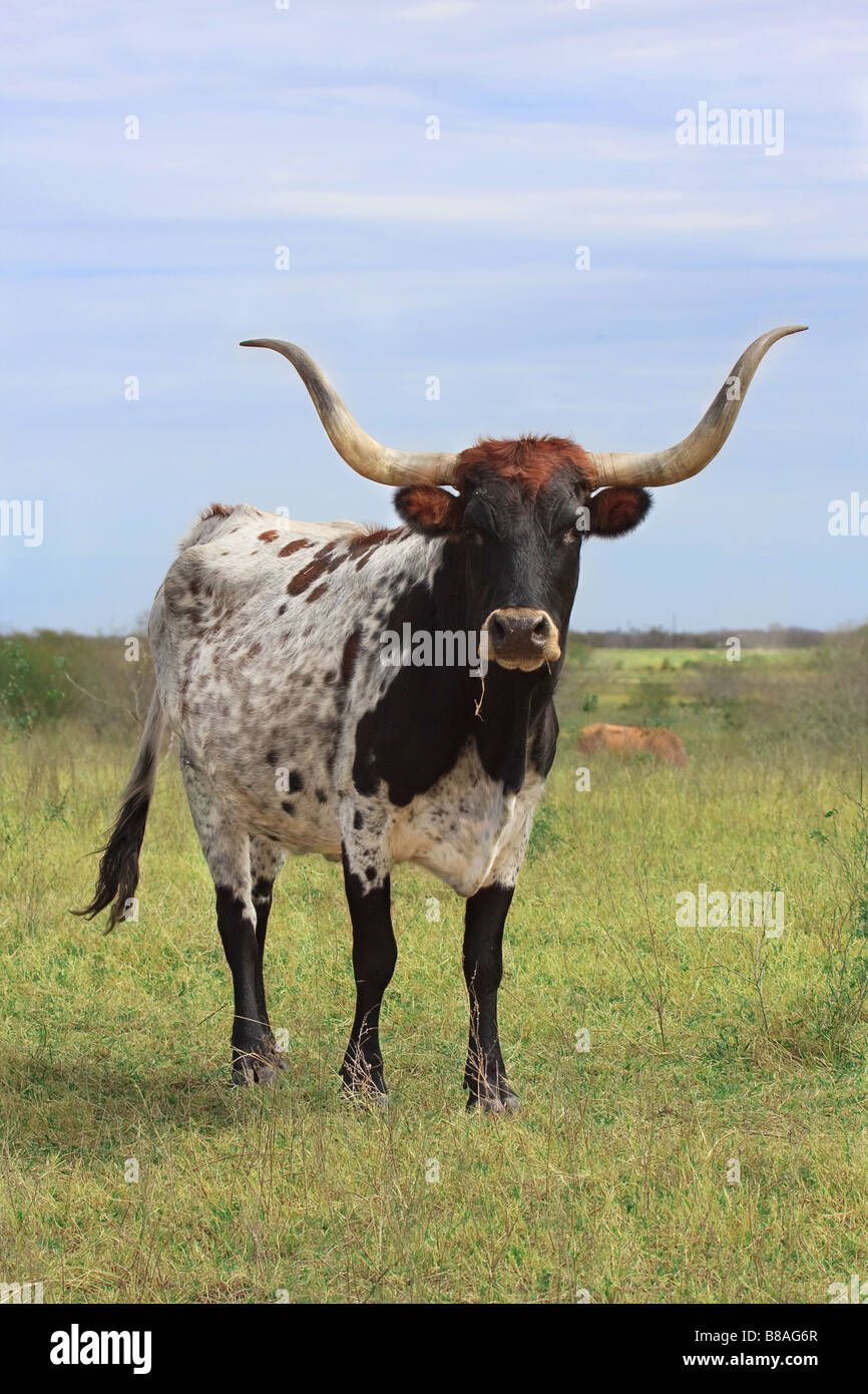Bull de pie en el campo. Foto de stock