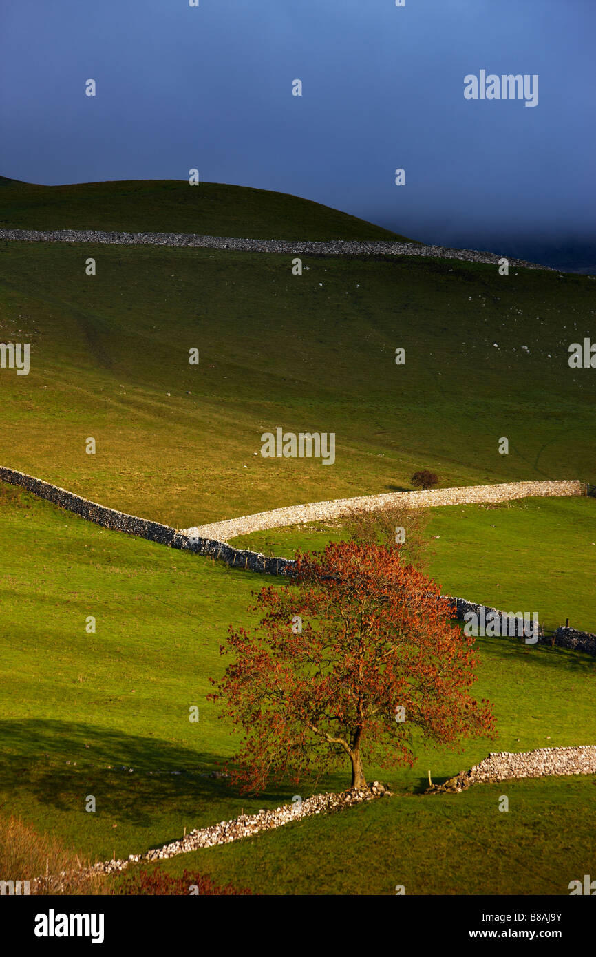 Las paredes de piedra y los graneros nr Kettlewell, Wharfedale, Yorkshire Dales National Park, Inglaterra, Reino Unido. Foto de stock
