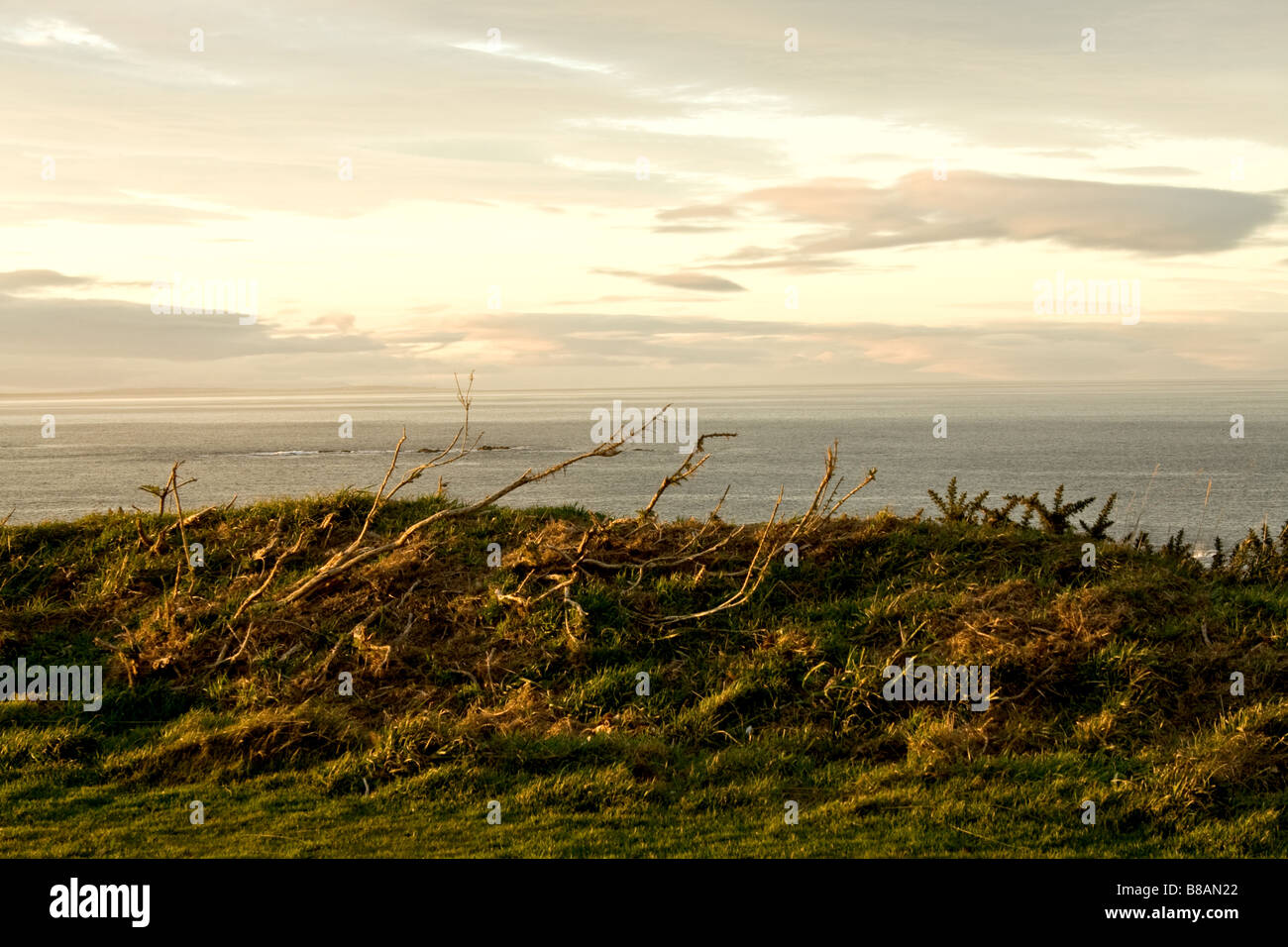 Cepillo enredado de viento con vistas a Moray Firth en Buckie Escocia Foto de stock