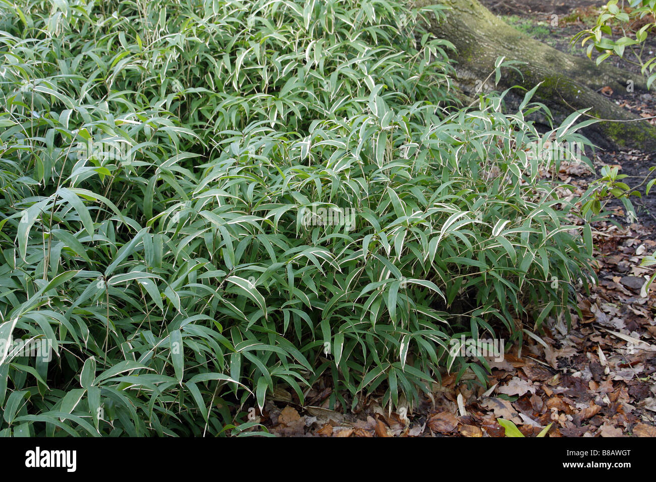 Sasaella ramosa rampant deep shade evergreen groundcover ground cover