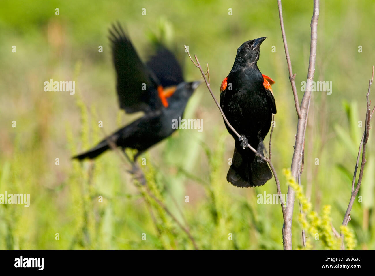 Red-winged Blackbird dos machos mostrando y demostrando de hombro rojo pathches para defender territorios de anidación Foto de stock