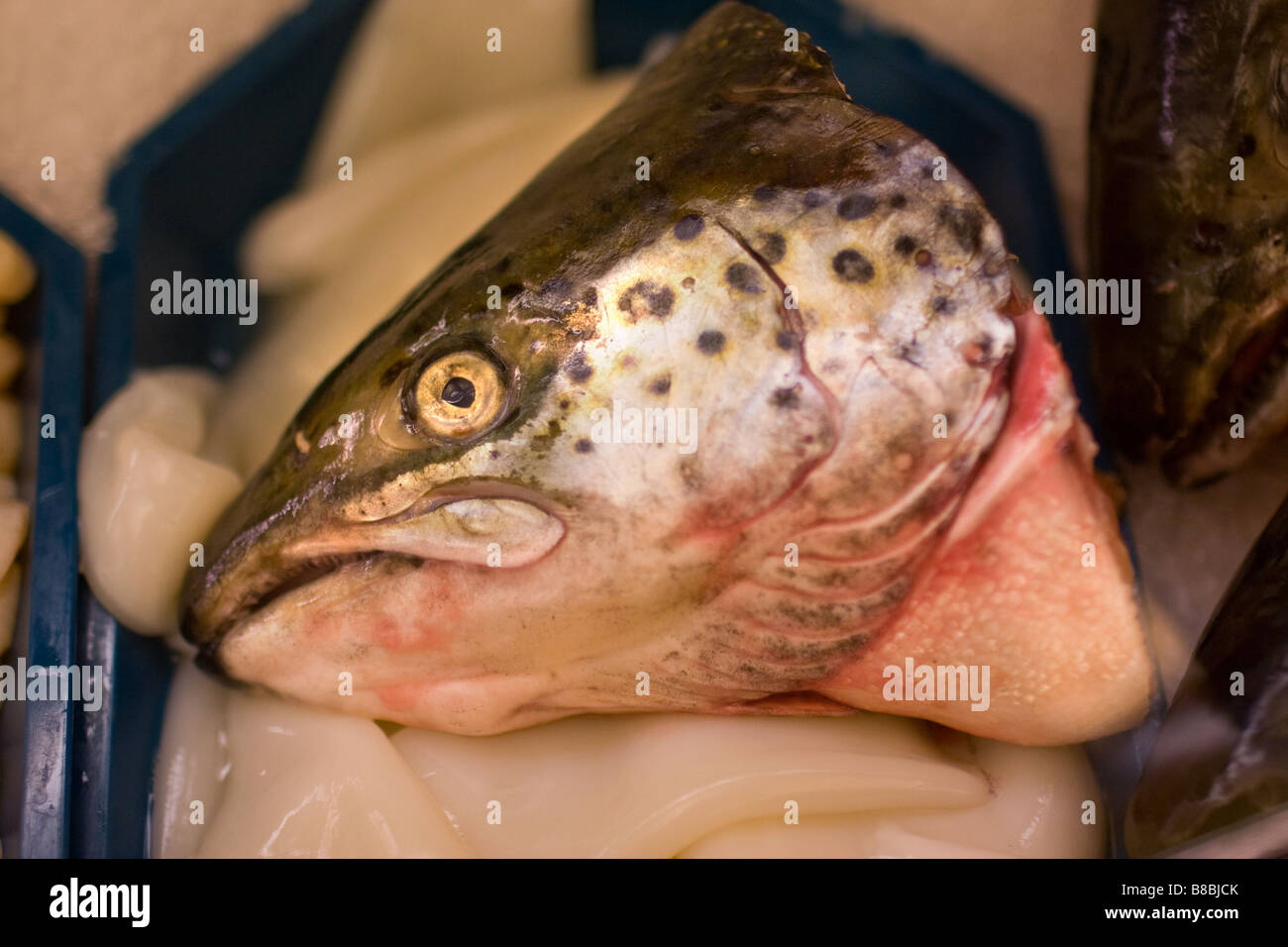 Una cabeza de salmón en un caso de pescado fresco en un supermercado de EE.UU. Foto de stock