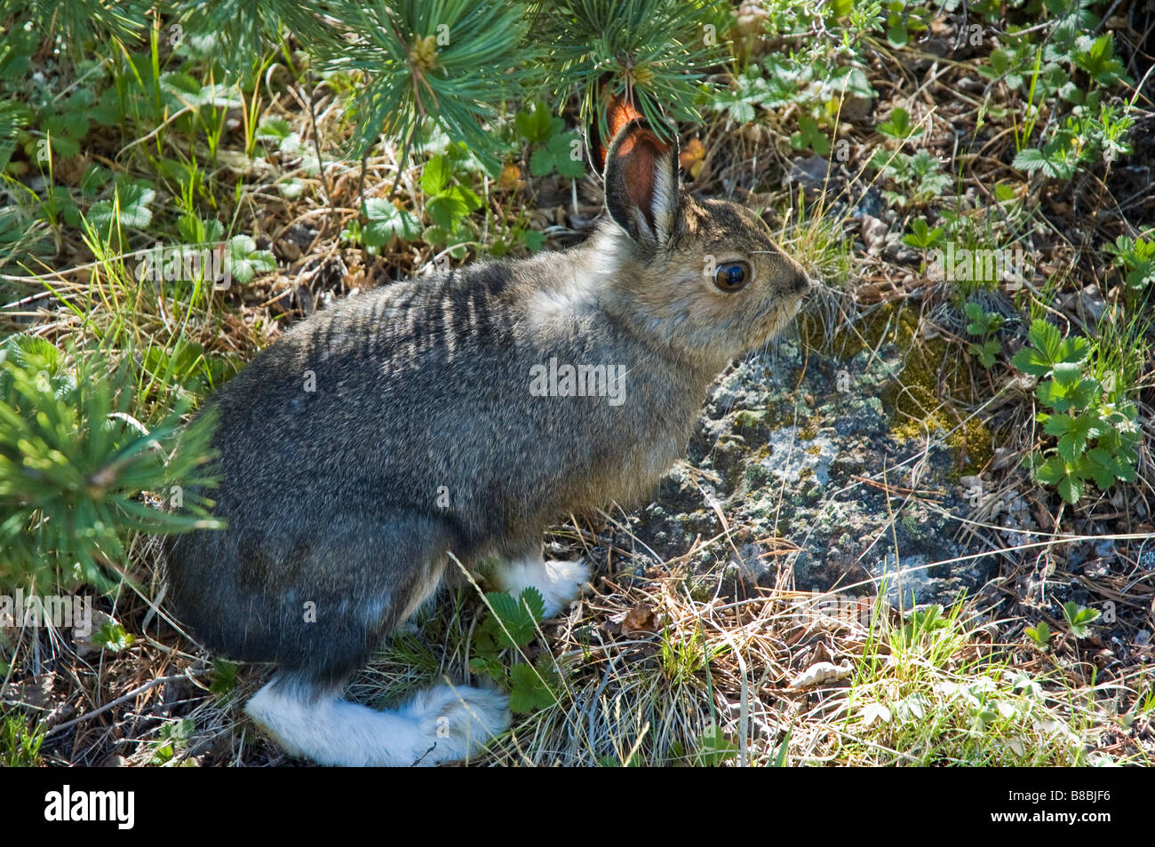 Snowshoe hare, Lepus americanus, cerca McCurdy Park, Lost Creek Wilderness Area, Pike National Forest, Colorado. Foto de stock