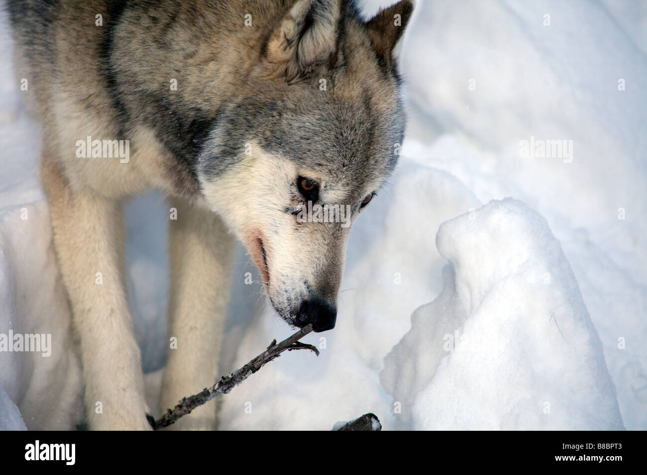 Un perro lobo disfruta de un paseo en la profundidad de la nieve en las Montañas Rocosas de Canadá, Canadá Foto de stock