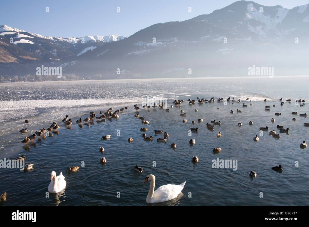 Zell am See Austria UE Enero de cisnes y aves silvestres en una zona pequeña de agua clara en el Zeller See congelada con una fuerte contaminación Foto de stock