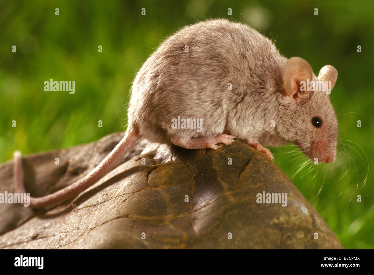 Casa del ratón (Mus musculus) sobre una roca Foto de stock