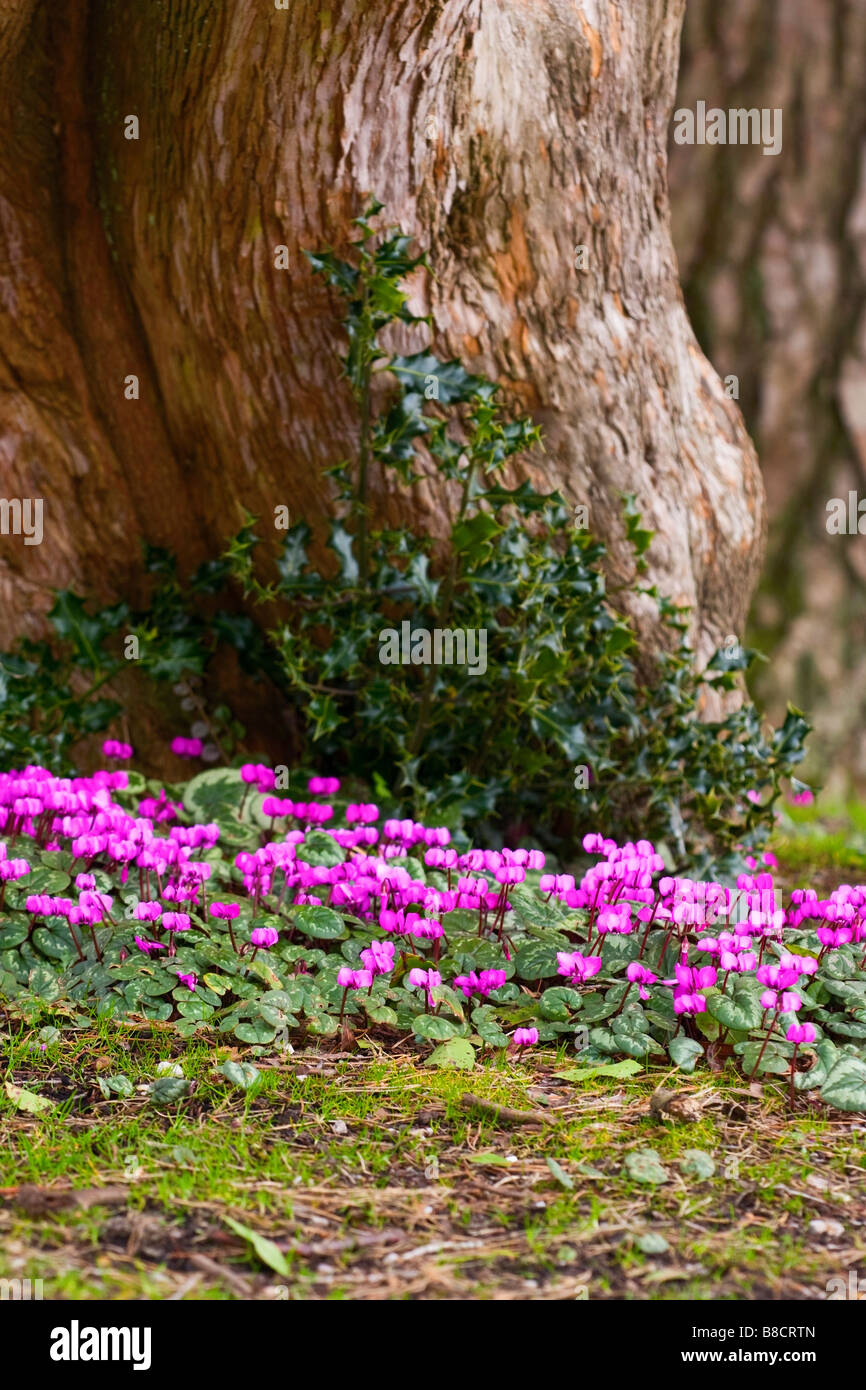 Ciclamen silvestre (Cyclamen hederifolium) en flor en la base del árbol con Holly (Ilex) detrás en invierno en Sussex, Reino Unido Foto de stock