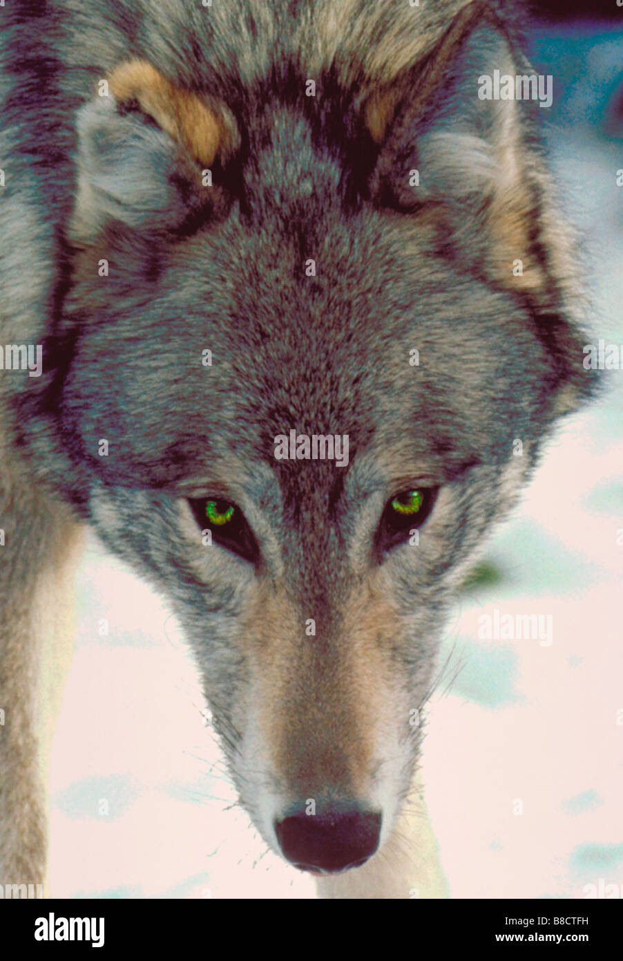 FV0604 Kitchin/Hurst; retrato wolf Fotografía de stock - Alamy