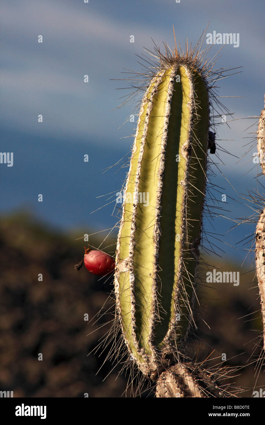 Cactus candelabro, Jasminocereus thouarsii con frutos que crecen entre los  campos de lava en Punta Moreno, de la isla Isabela, las Islas Galápagos en  septiembre Fotografía de stock - Alamy