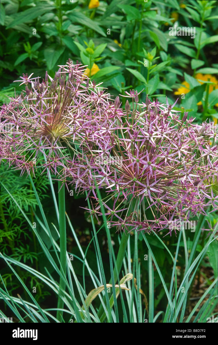 Allium christophii sinónimo Allium albopilosum (estrellas de Persia)  florecen en junio de jardín con la hierba de avena azul en la parte  delantera Fotografía de stock - Alamy