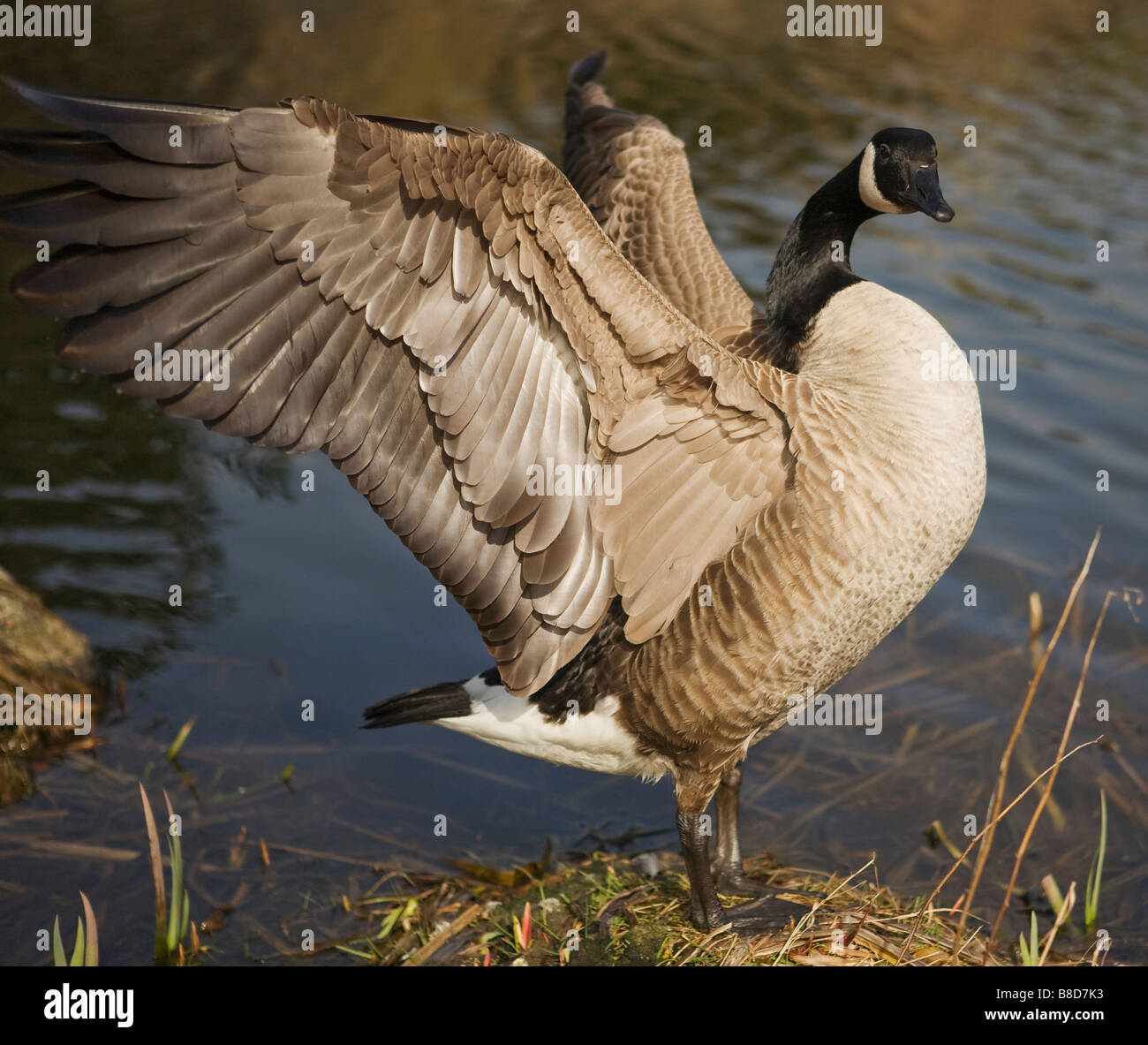 Canada goose vancouver que hacer top
