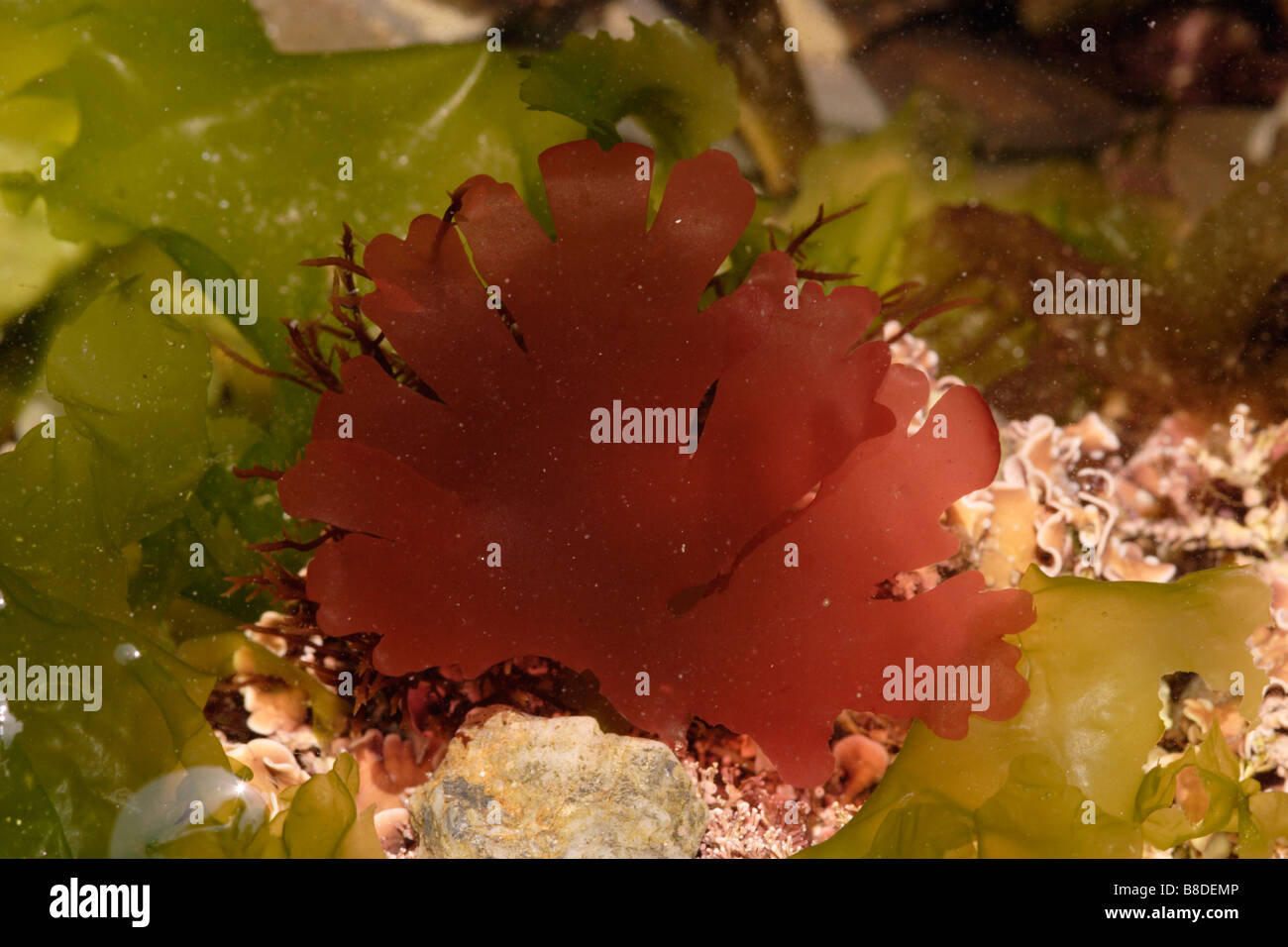 Algas rojas Callophyllis laciniata en rockpool UK Foto de stock