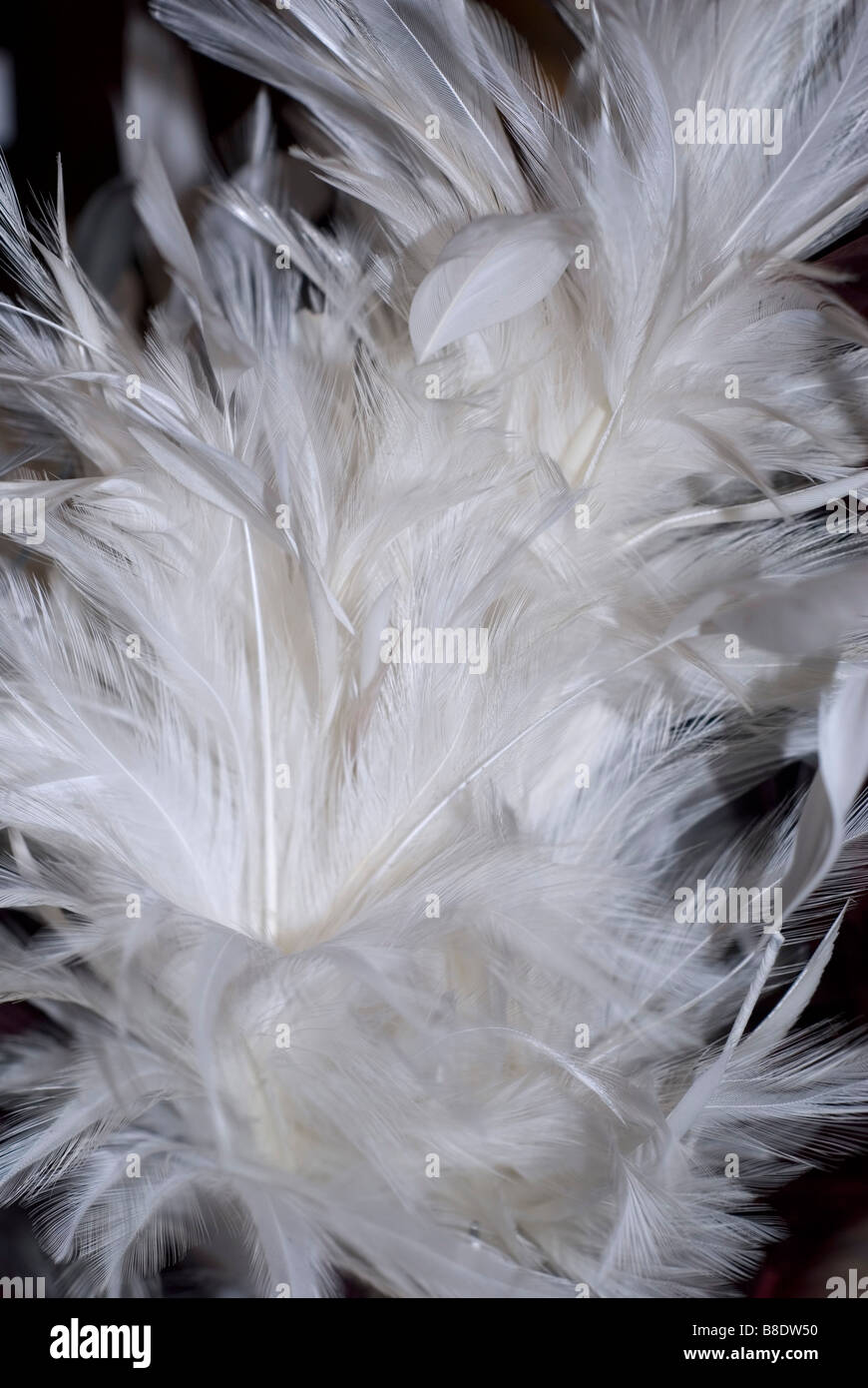 Boa de plumas blancas para fondo Foto de stock 995511