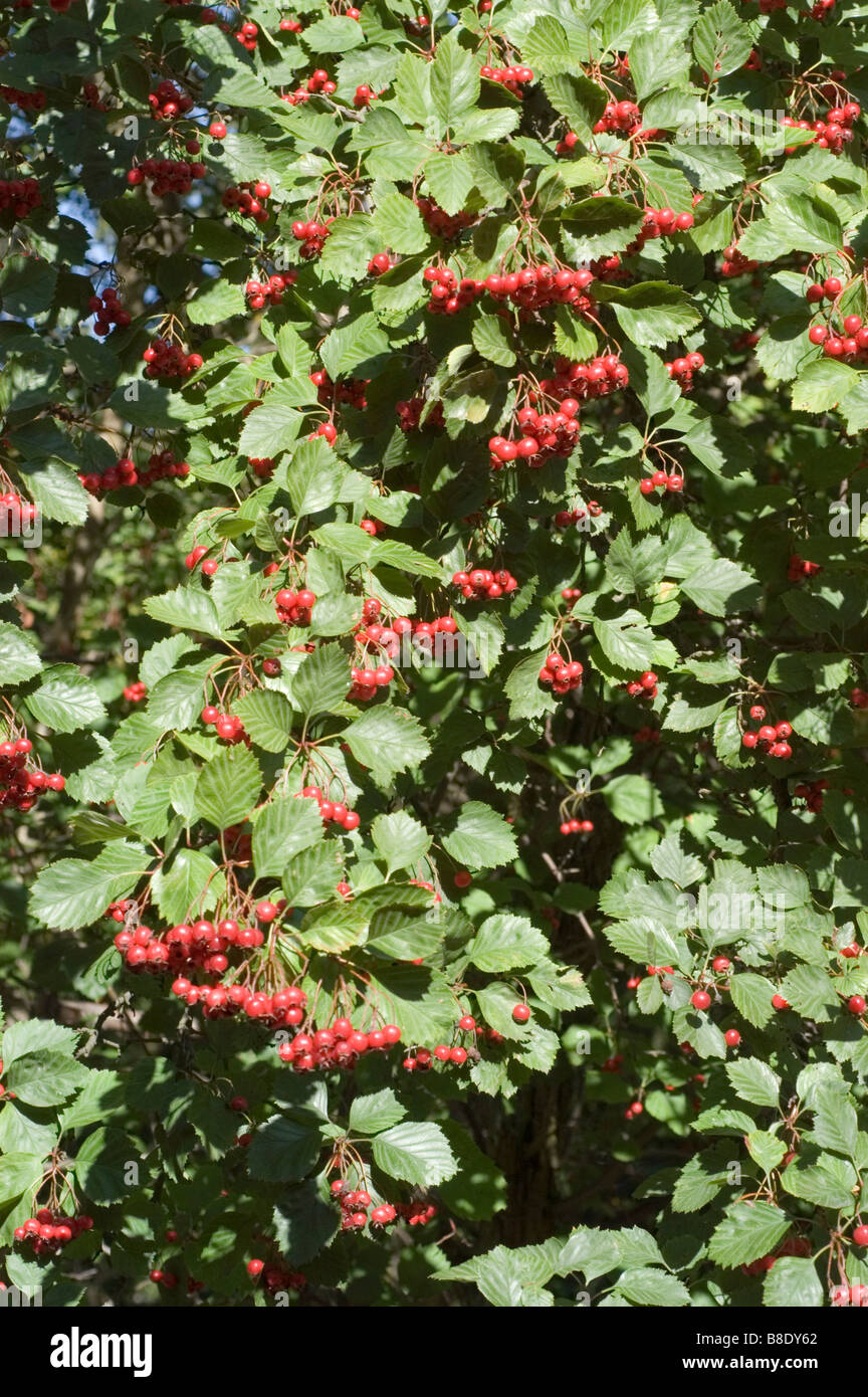 Otoño de bayas rojas de espino carnoso, largo-lomo Espino, suculentos Hawthorn, Rosaceae, Crataegus succulenta, América del Norte Foto de stock