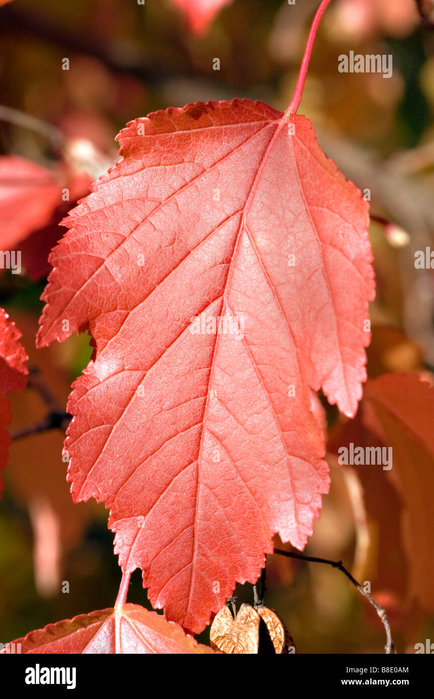 Otoño rojo hojas de arce de Amur, Acer ginnala, China, Manchuria y Japón Foto de stock