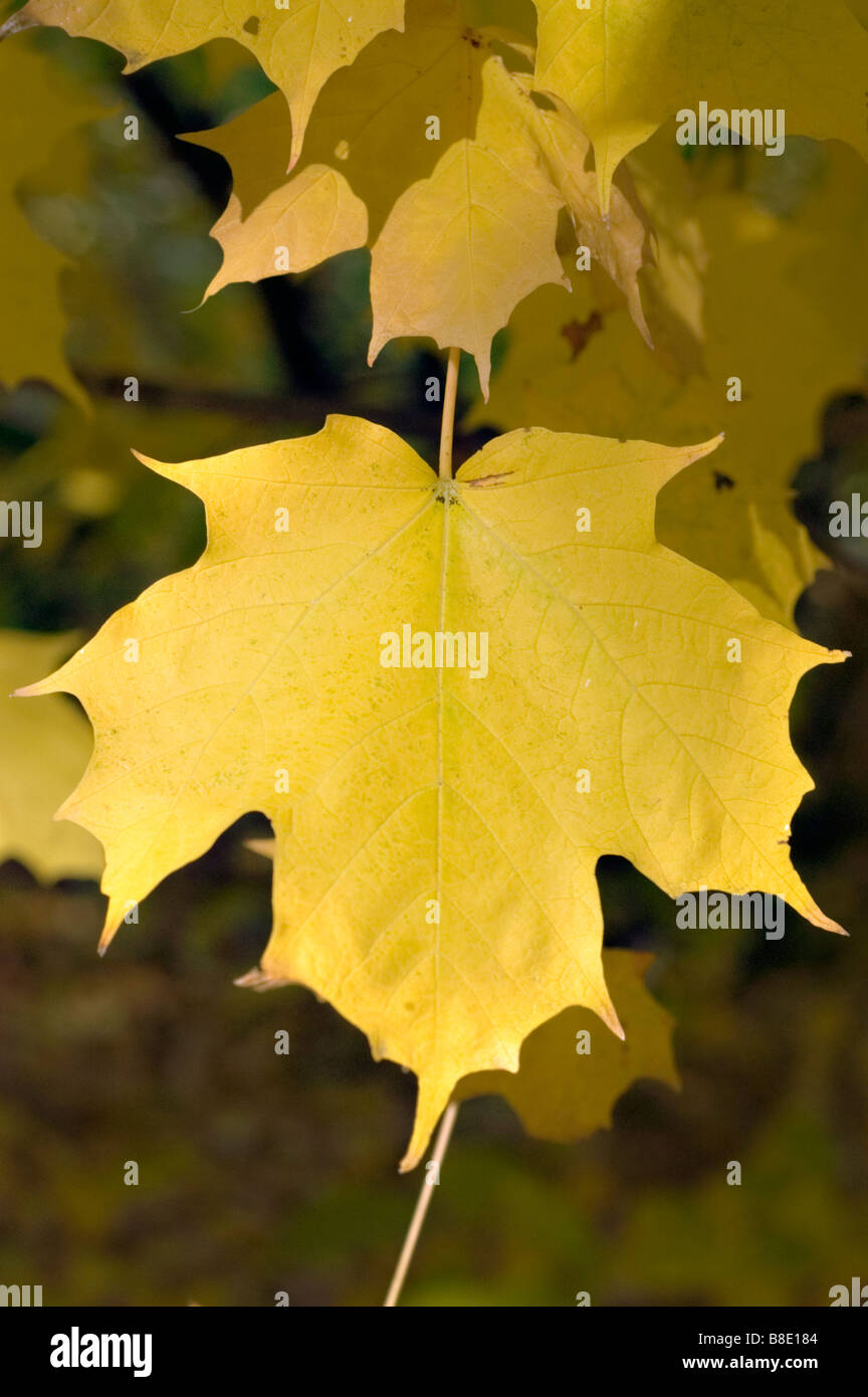Hoja de otoño amarillo cerca de azúcar de arce, Acer saccharum, América del Norte, Estados Unidos, Canadá Foto de stock