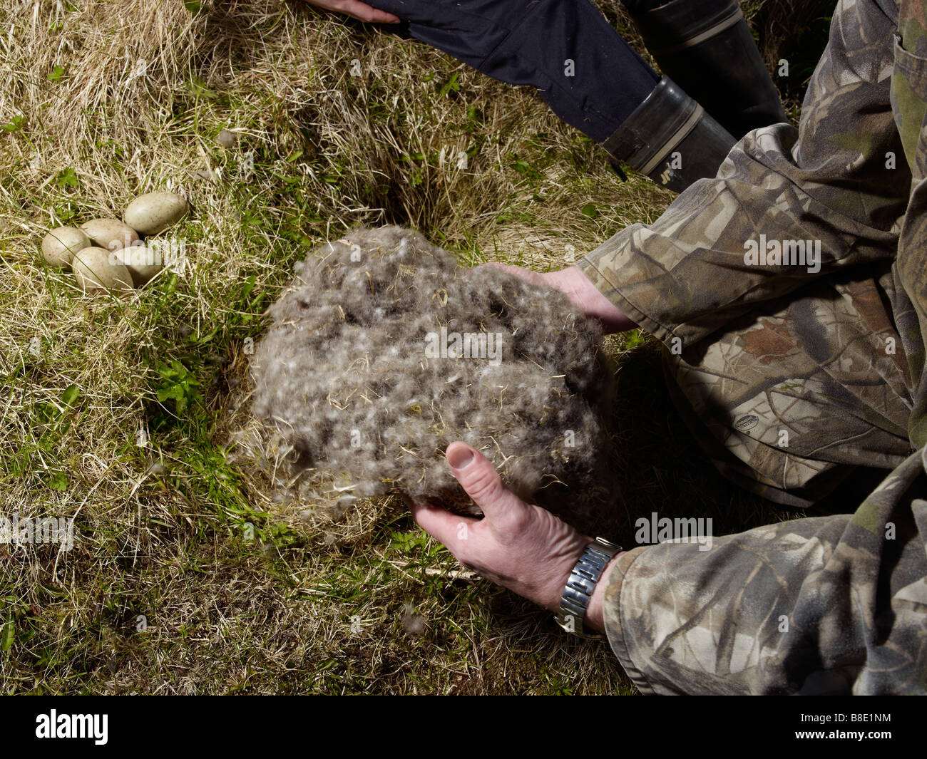 Agricultor teniendo Eider faldón de plumas de pato para reproducir con  heno, en el oeste de Islandia Fotografía de stock - Alamy