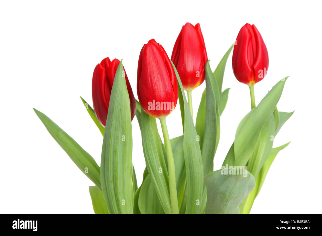 Tulipanes rojos recorte aislado sobre fondo blanco. Foto de stock