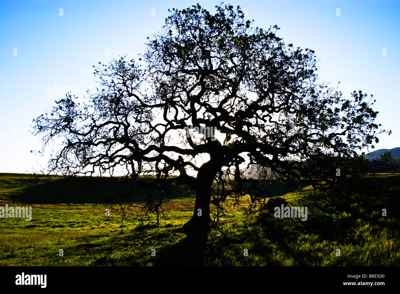 Una silueta de un árbol de roble en Punto Mugu parque estatal en la montaña de santa Mónica, California, EE.UU. Foto de stock